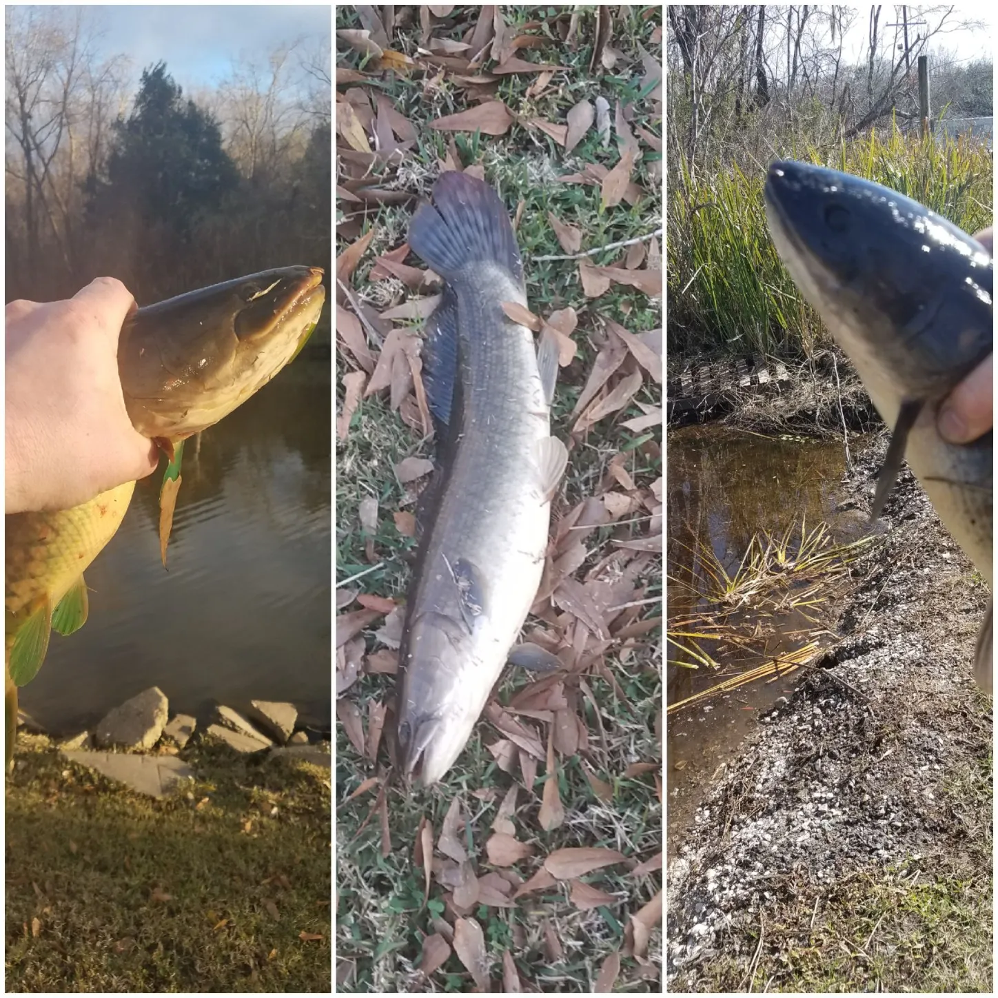 recently logged catches