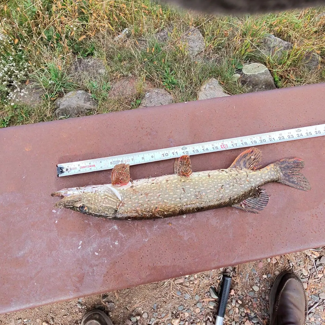 Northern pike caught on Fishbrain