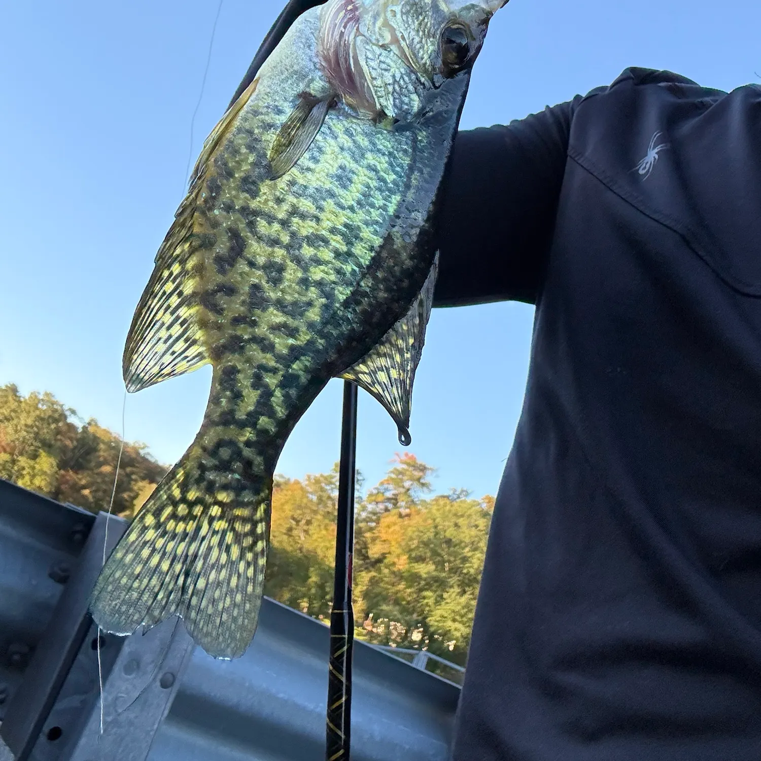 Black crappie caught on Fishbrain