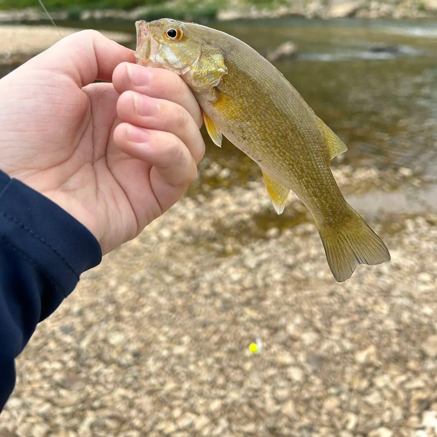 The most recent Neosho bass catches on Fishbrain