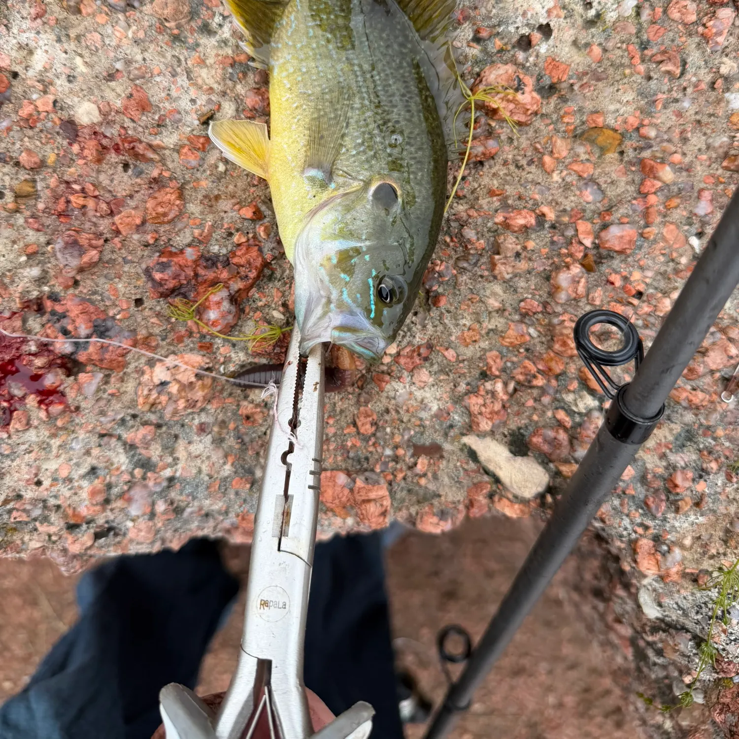 Green sunfish caught on Fishbrain