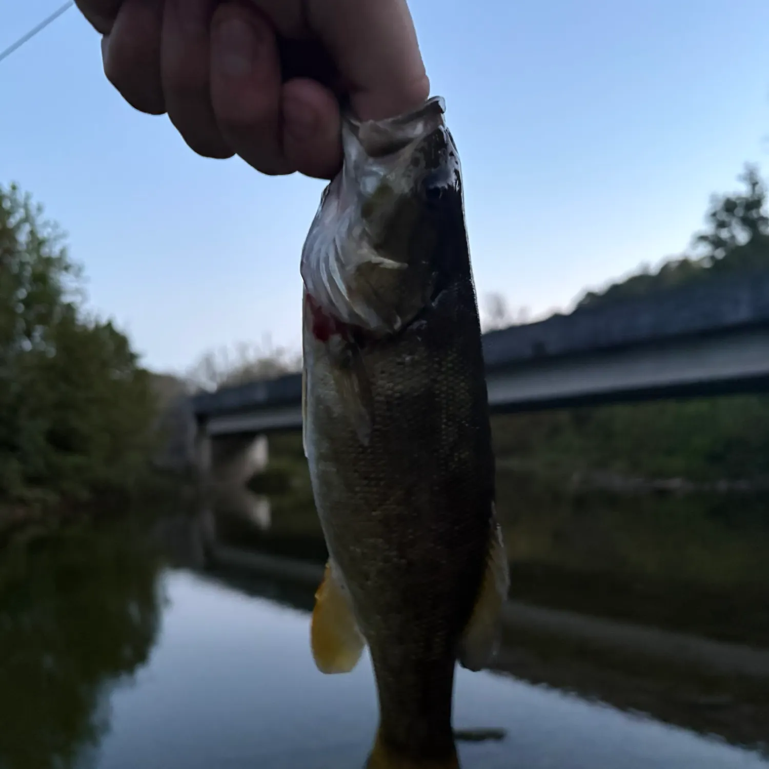 Smallmouth bass caught on Fishbrain