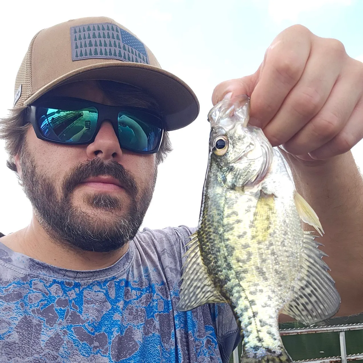 Black crappie caught on Fishbrain