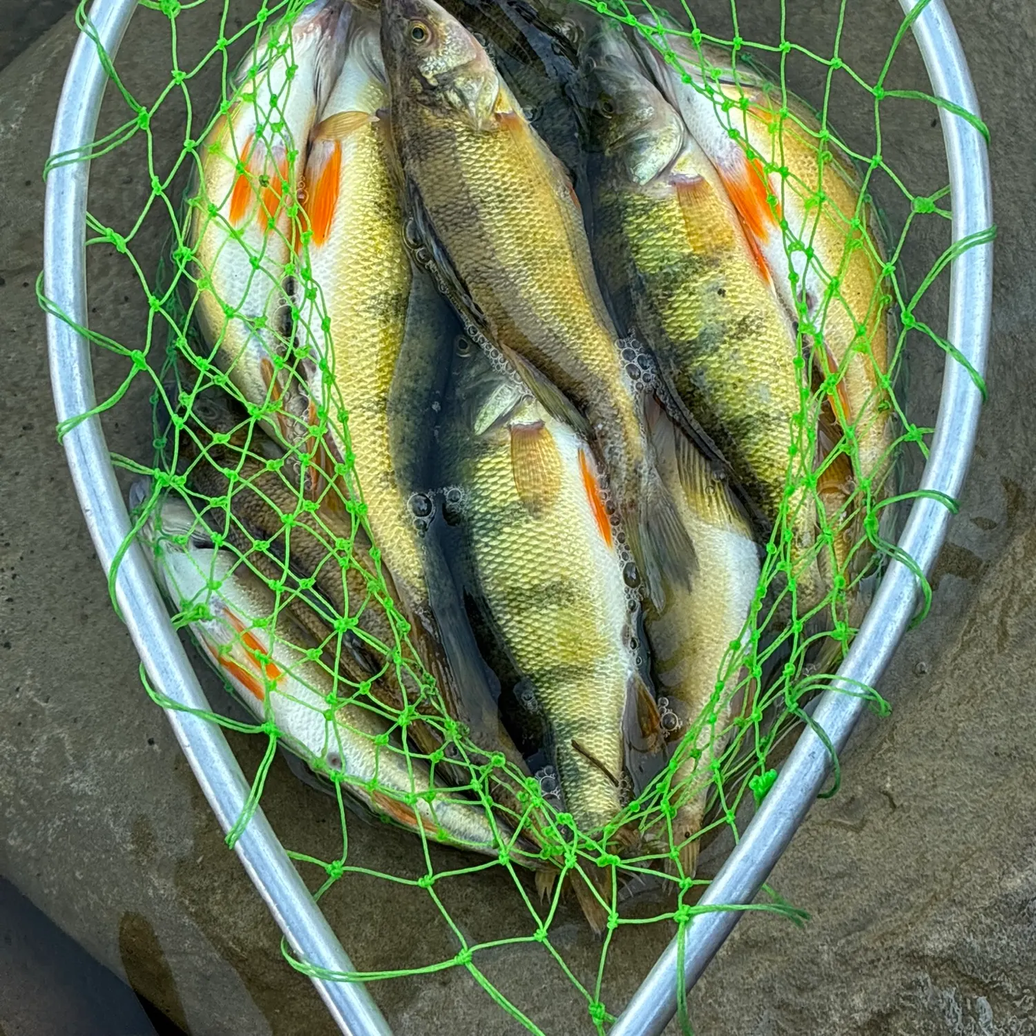 Yellow perch caught on Fishbrain