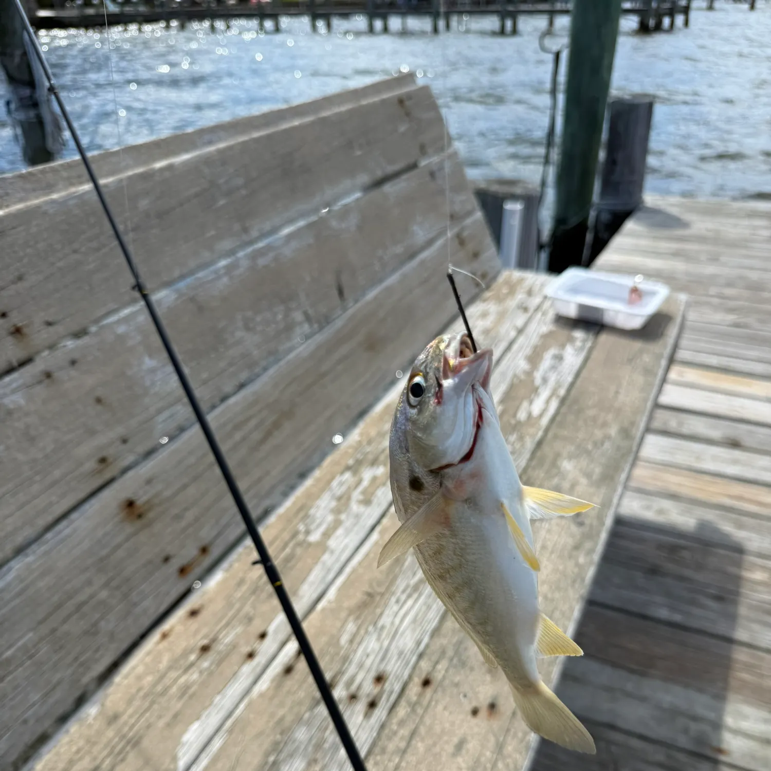 Spot croaker caught on Fishbrain