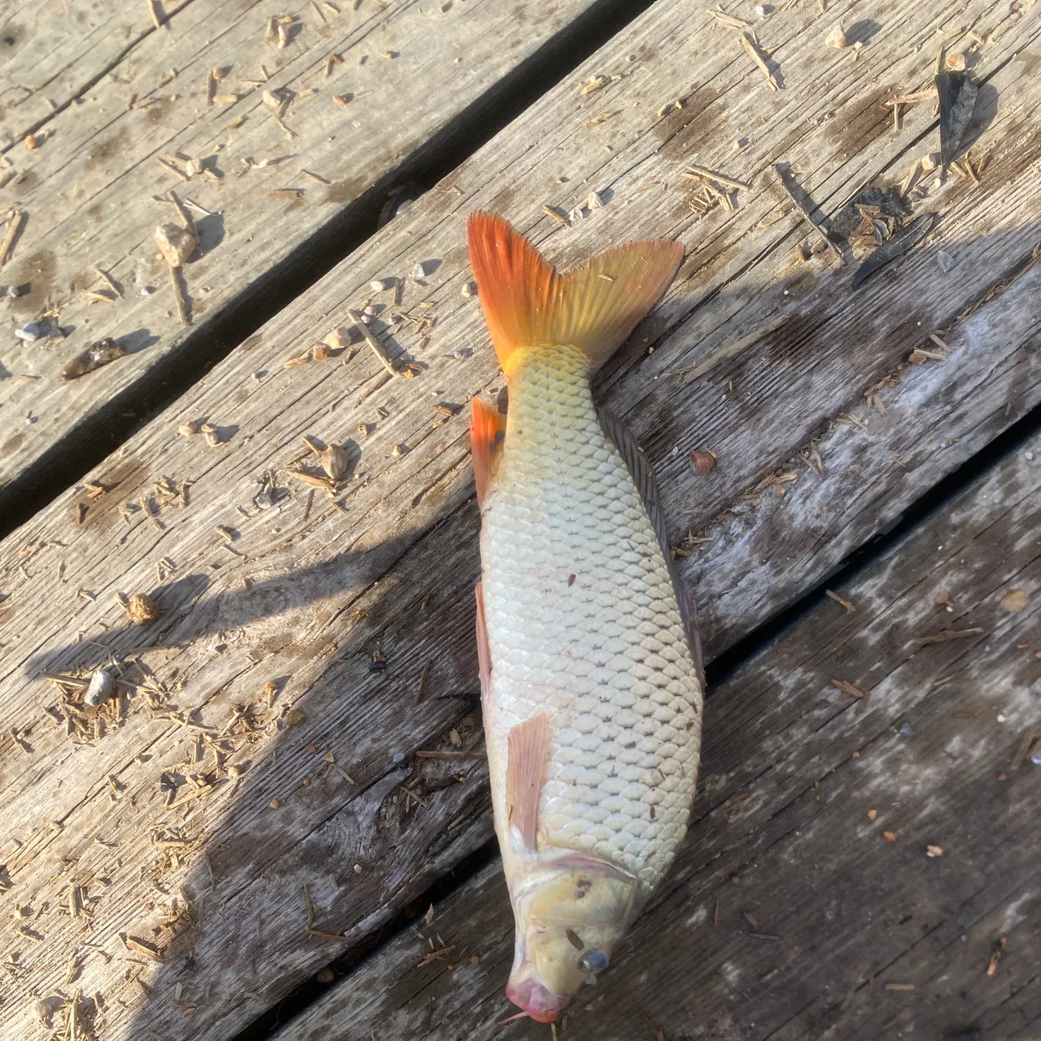Common carp caught on Fishbrain
