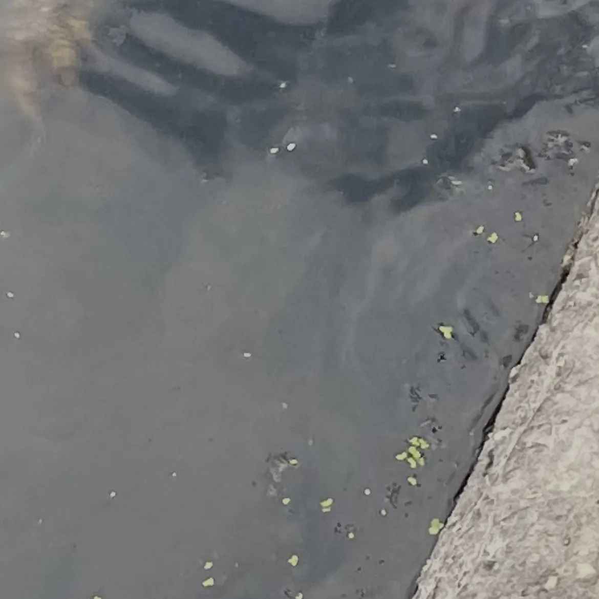 Common snapping turtle caught on Fishbrain