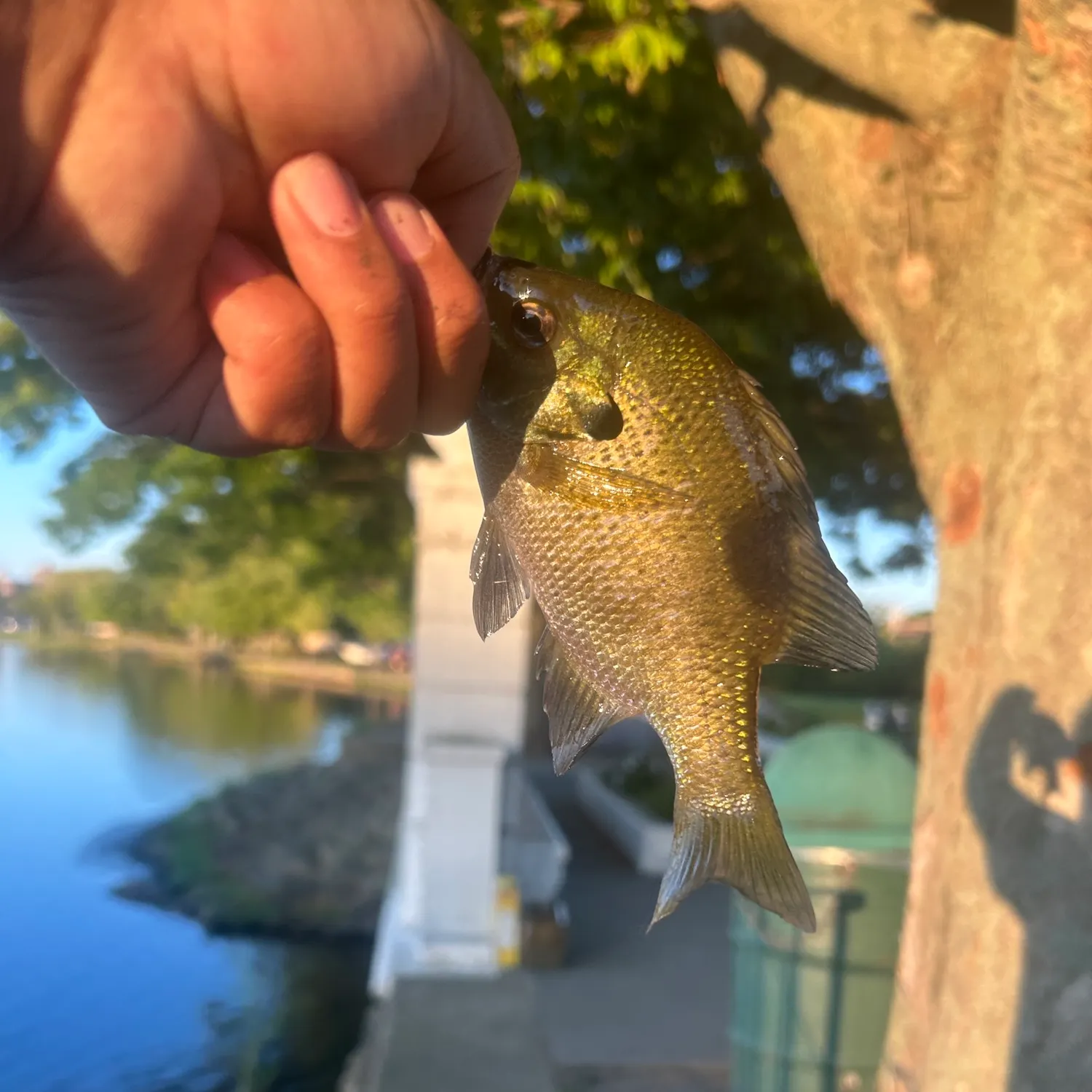 Bluegill caught on Fishbrain