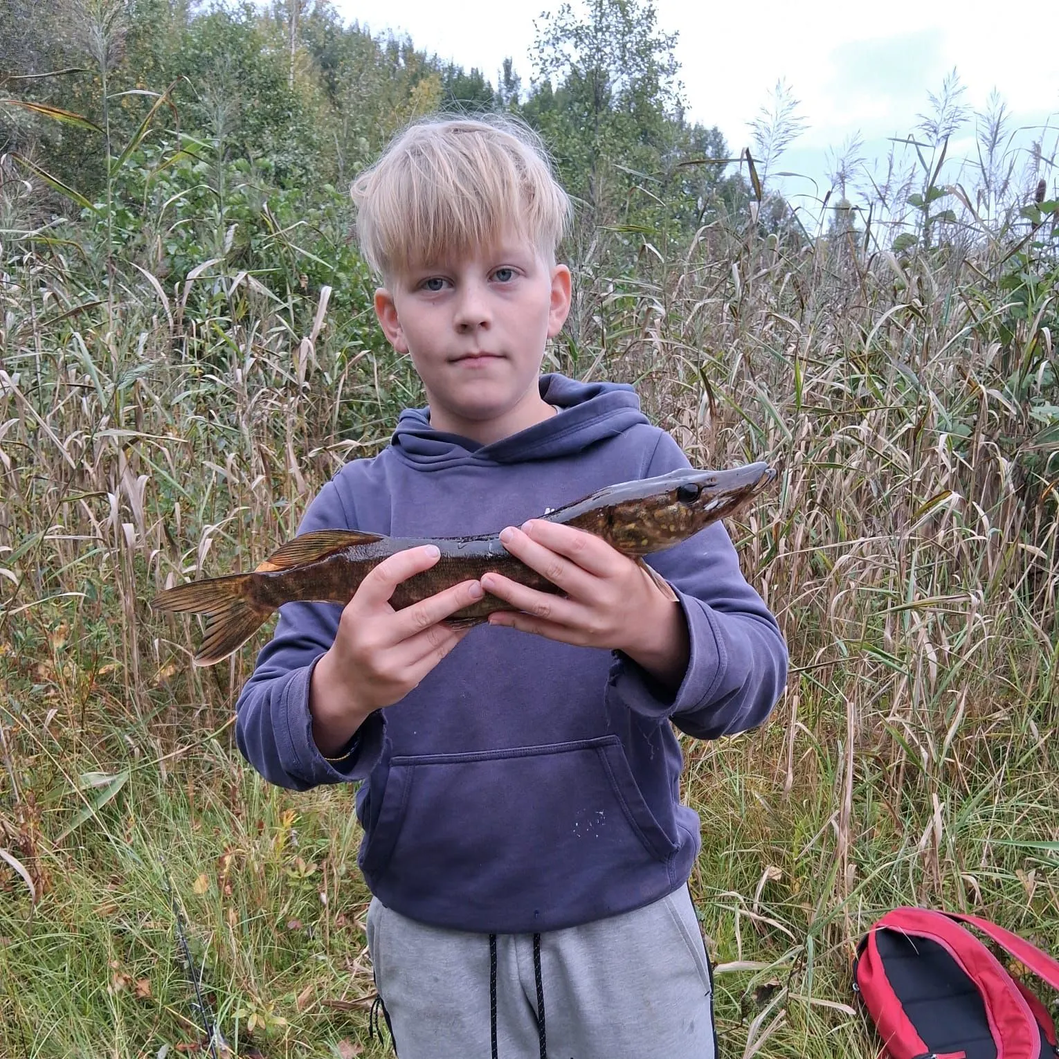 Northern pike caught on Fishbrain