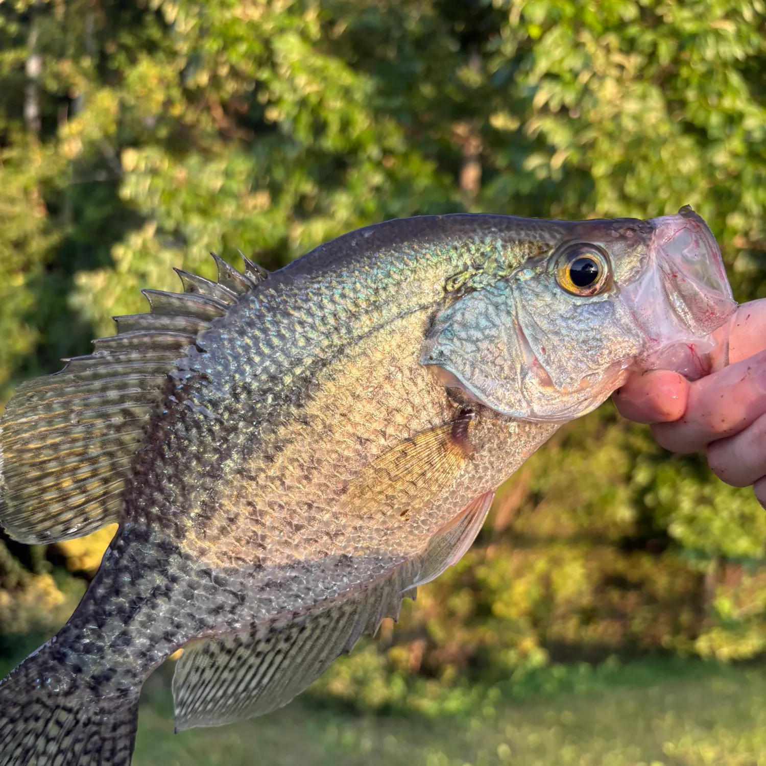 Black crappie caught on Fishbrain
