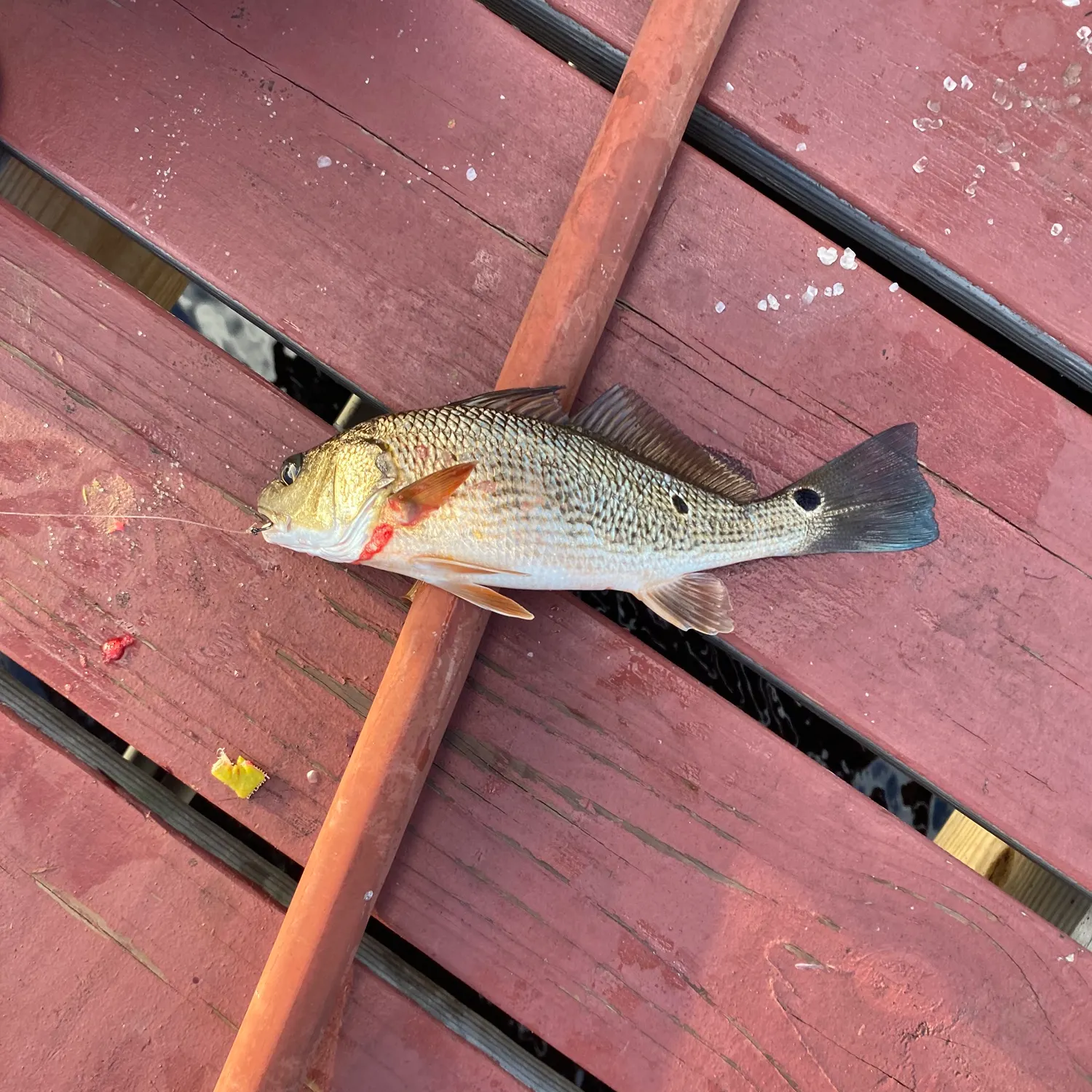 Red drum caught on Fishbrain