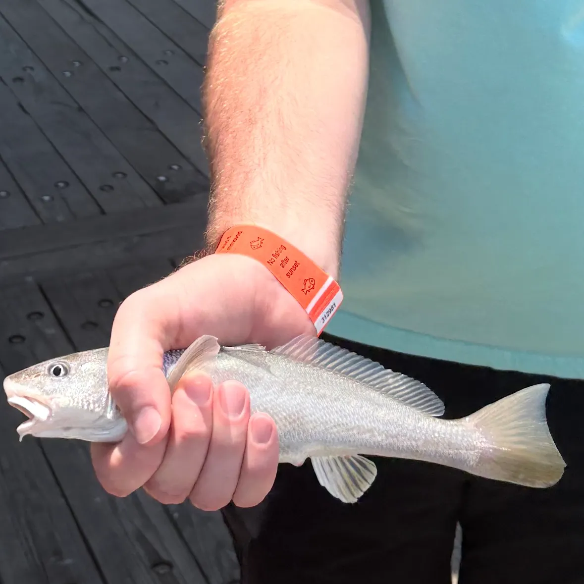 The most recent Southern kingcroaker catches on Fishbrain