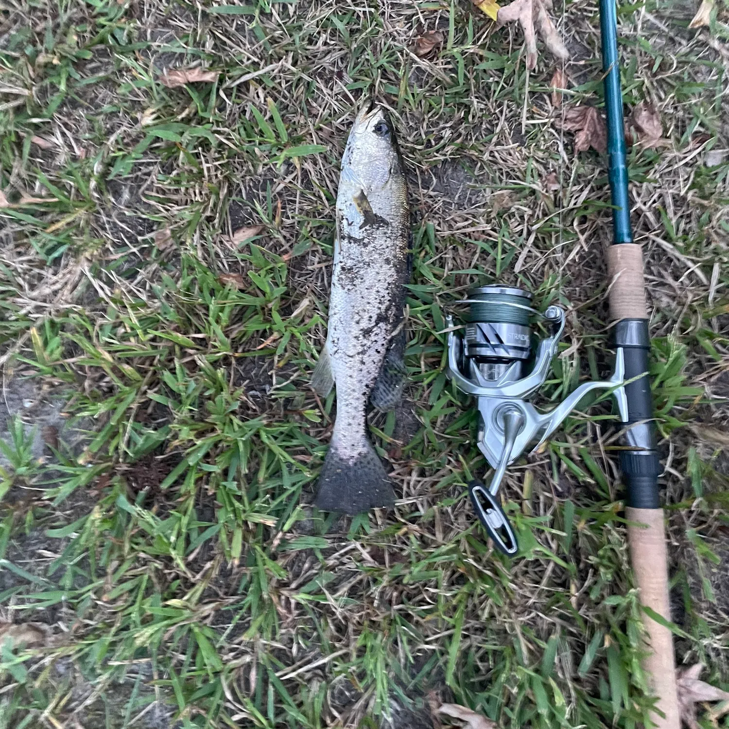 Spotted seatrout caught on Fishbrain