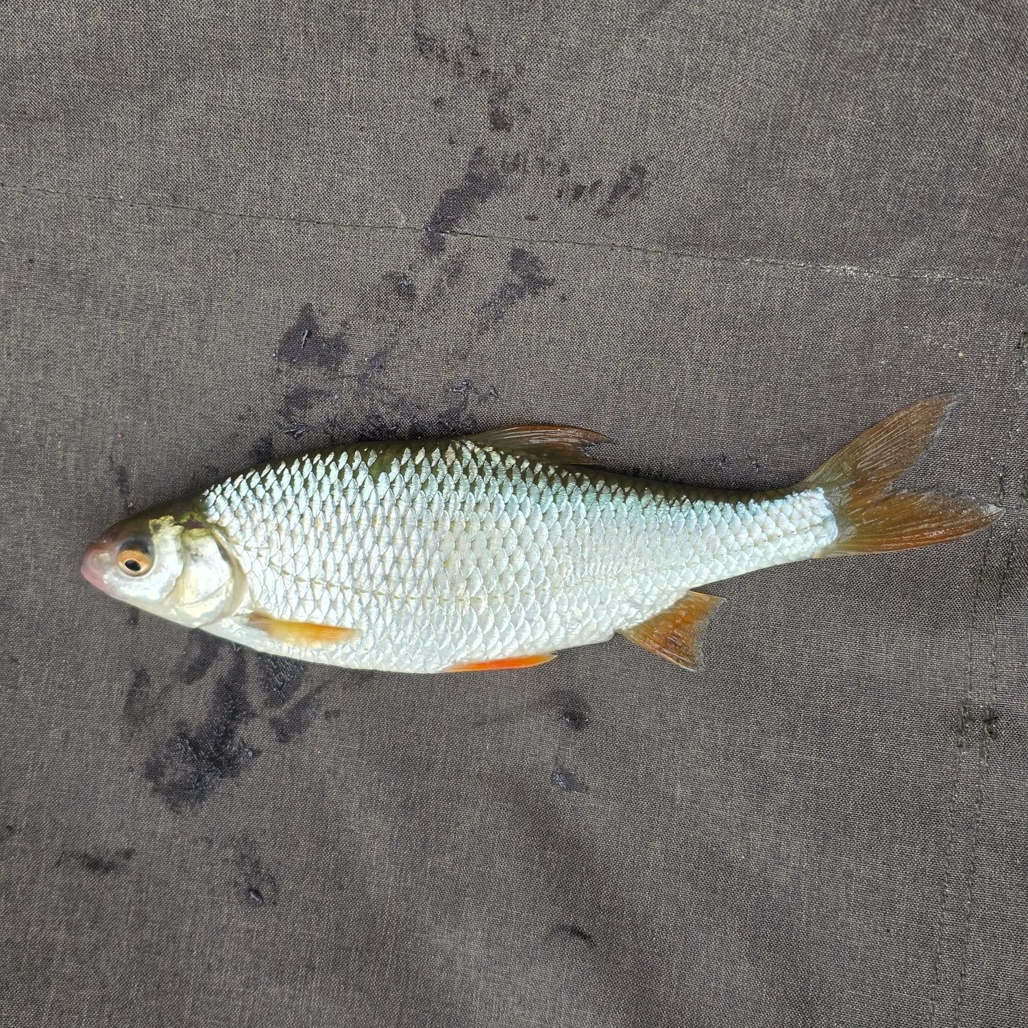 Common roach caught on Fishbrain