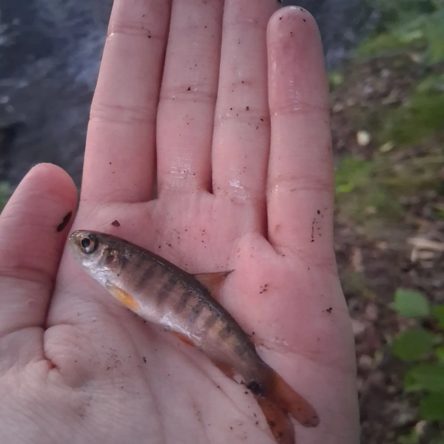 The most recent Dolly varden catches on Fishbrain