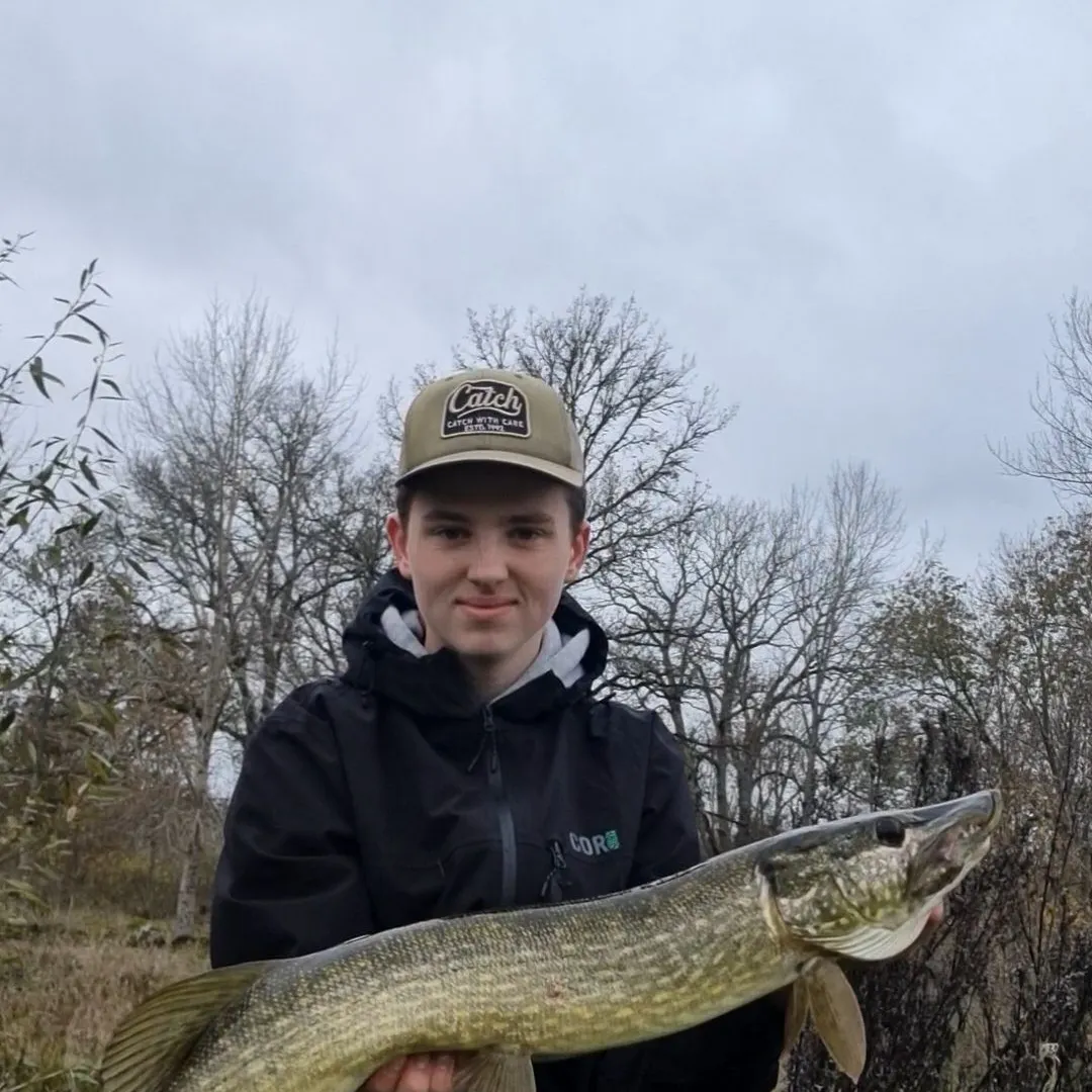 Northern pike caught on Fishbrain