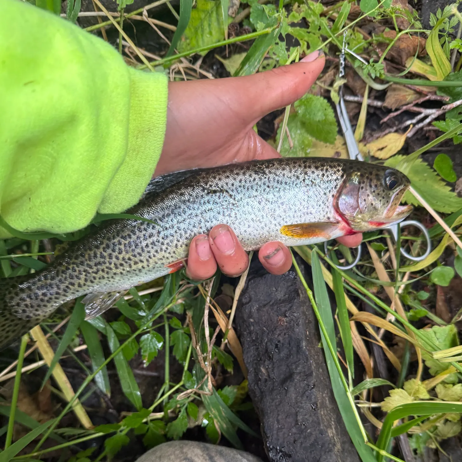 Coastal cutthroat trout caught on Fishbrain