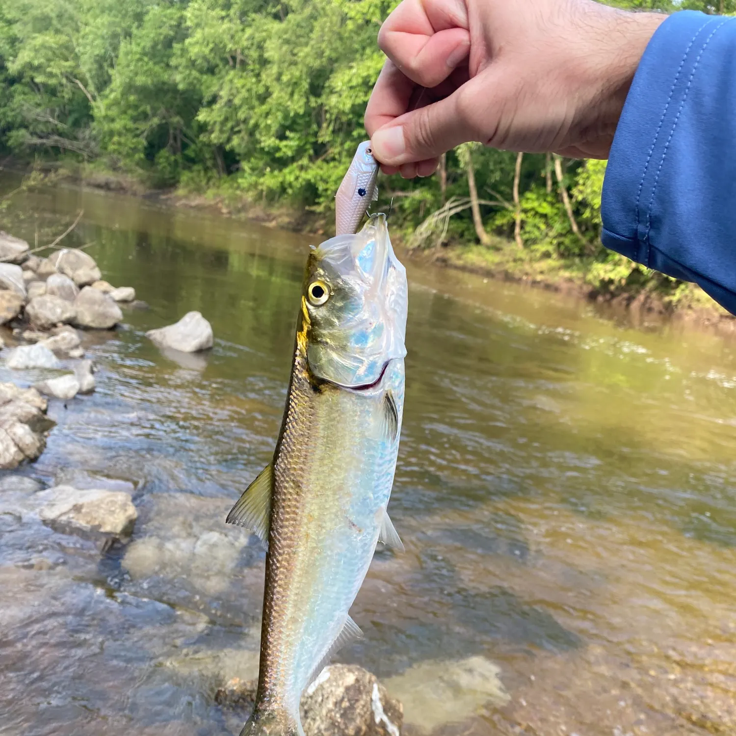 The most recent Skipjack herring catches on Fishbrain