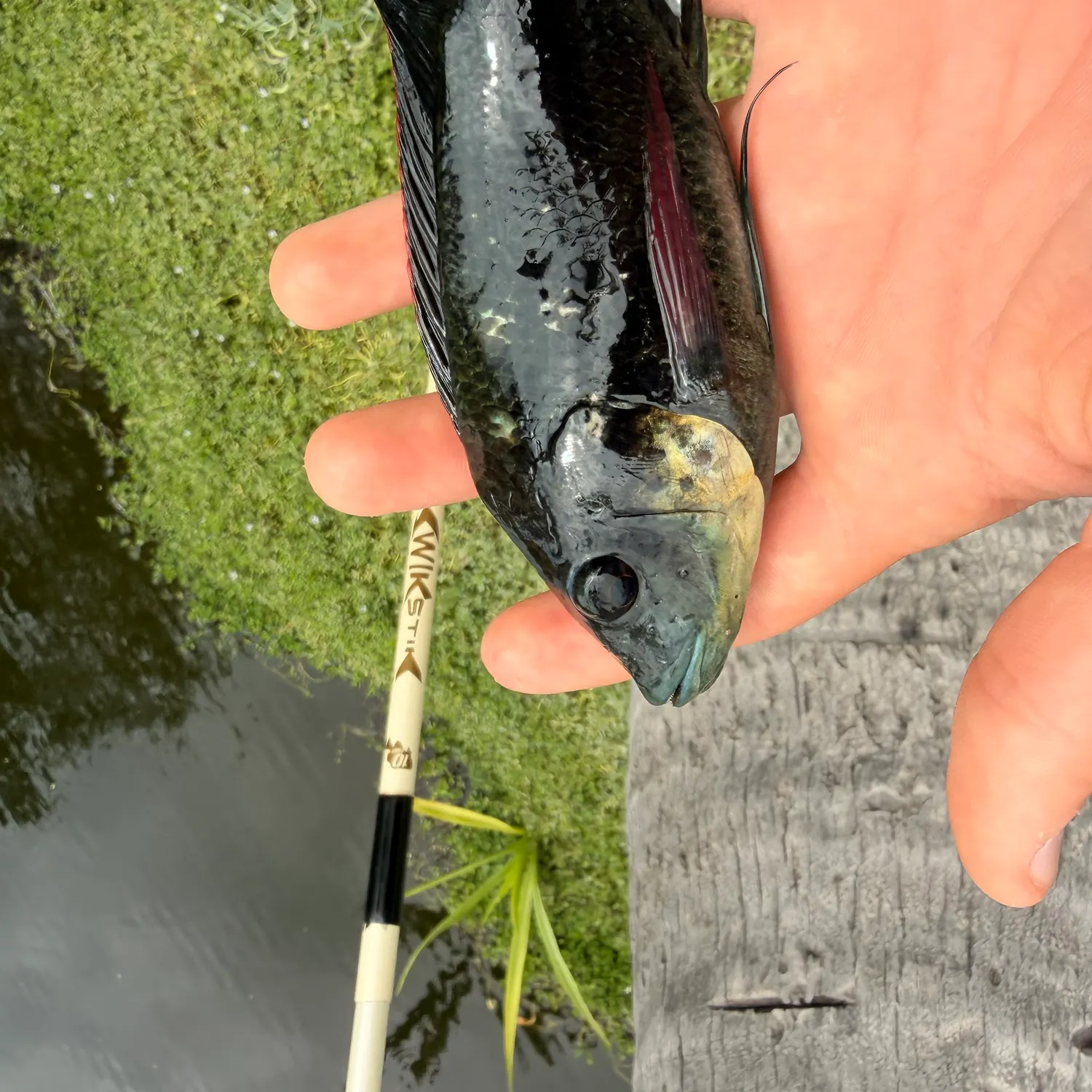 The most recent Wami tilapia catches on Fishbrain