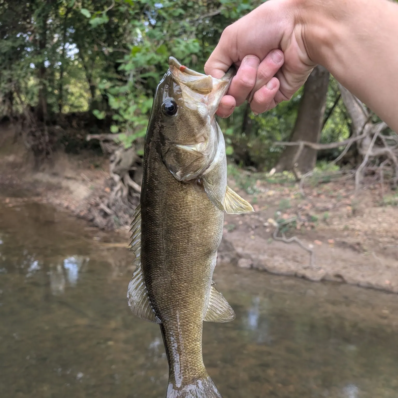 Smallmouth bass caught on Fishbrain