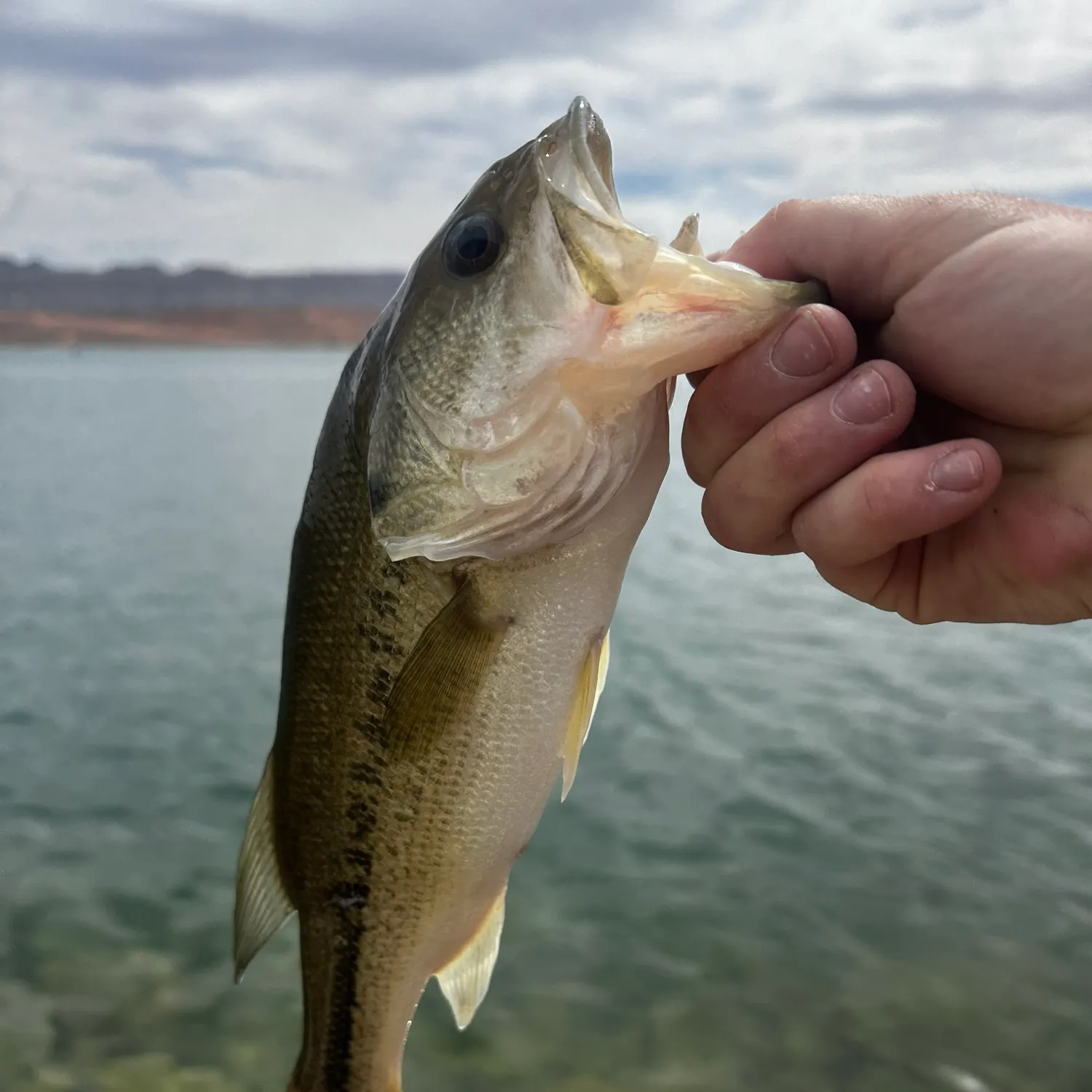 angler catch