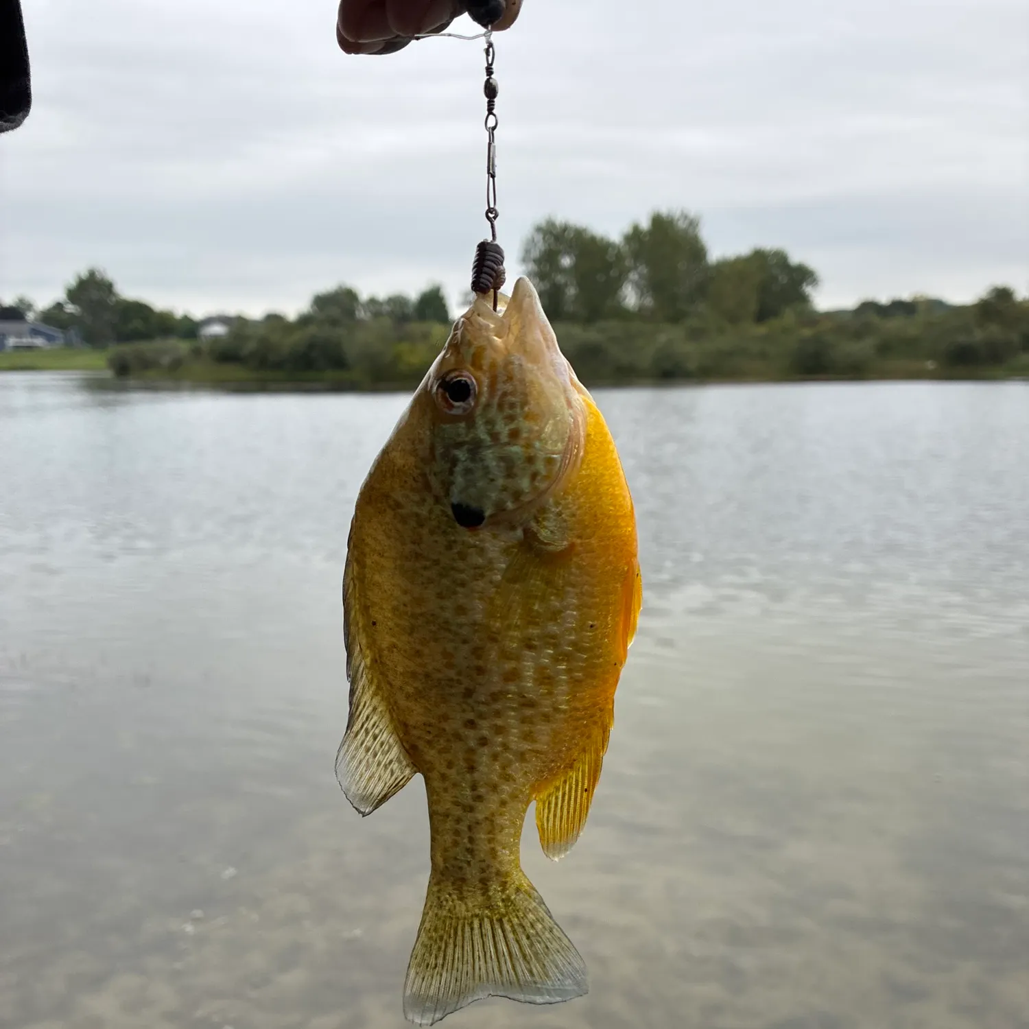 Pumpkinseed caught on Fishbrain