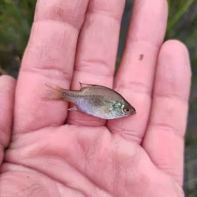 The most recent Long-whiskered catfish catches on Fishbrain