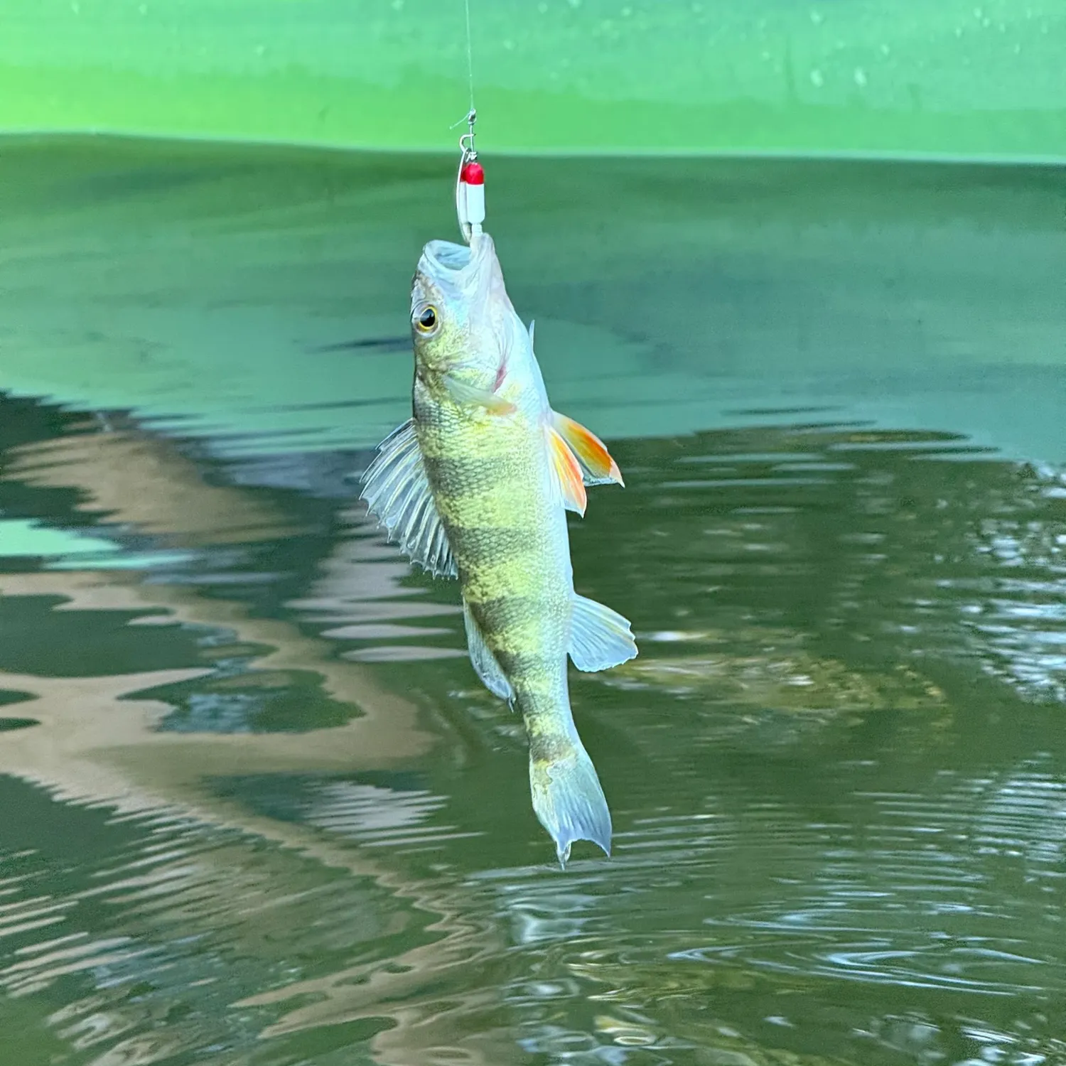 Yellow perch caught on Fishbrain