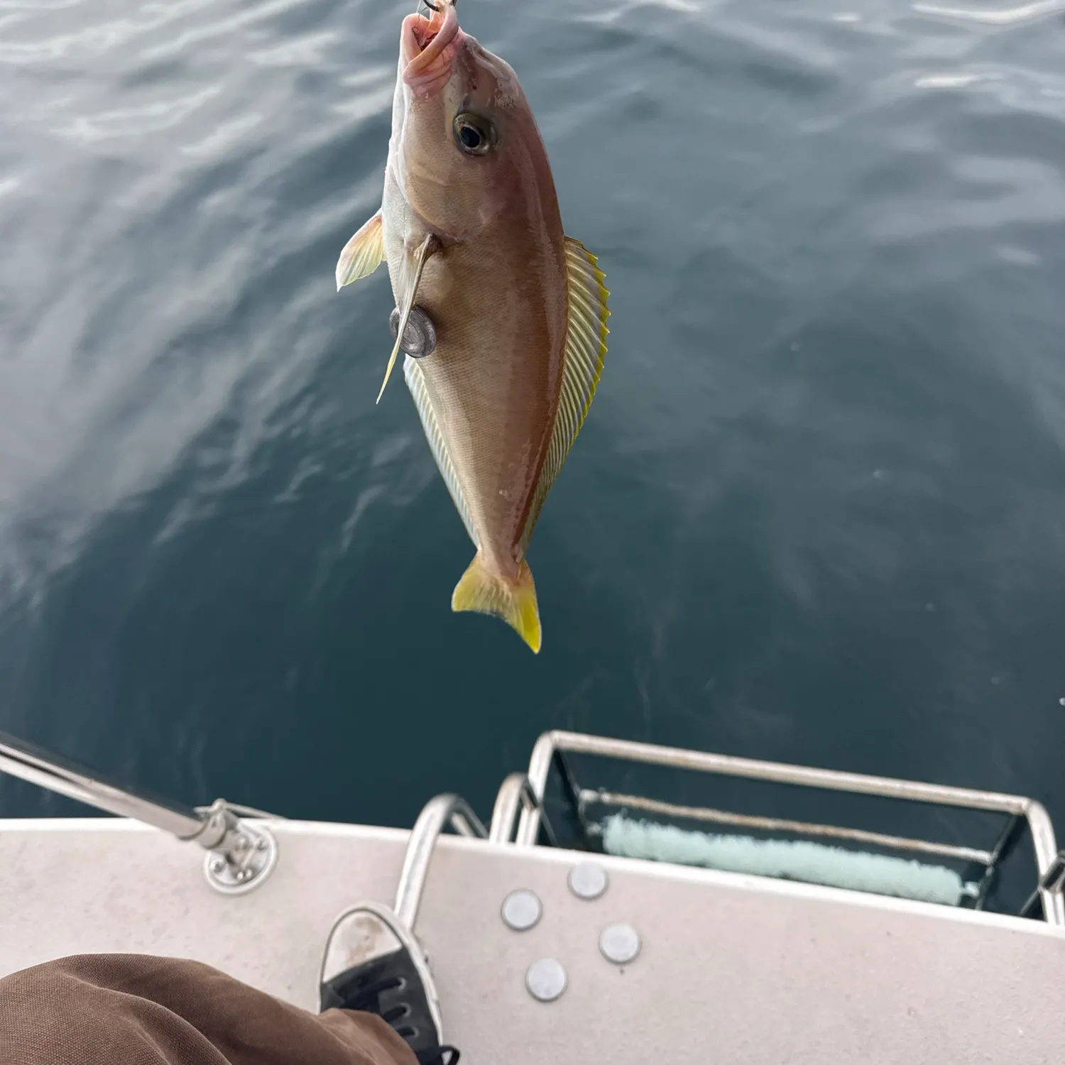 The most recent Ocean whitefish catches on Fishbrain