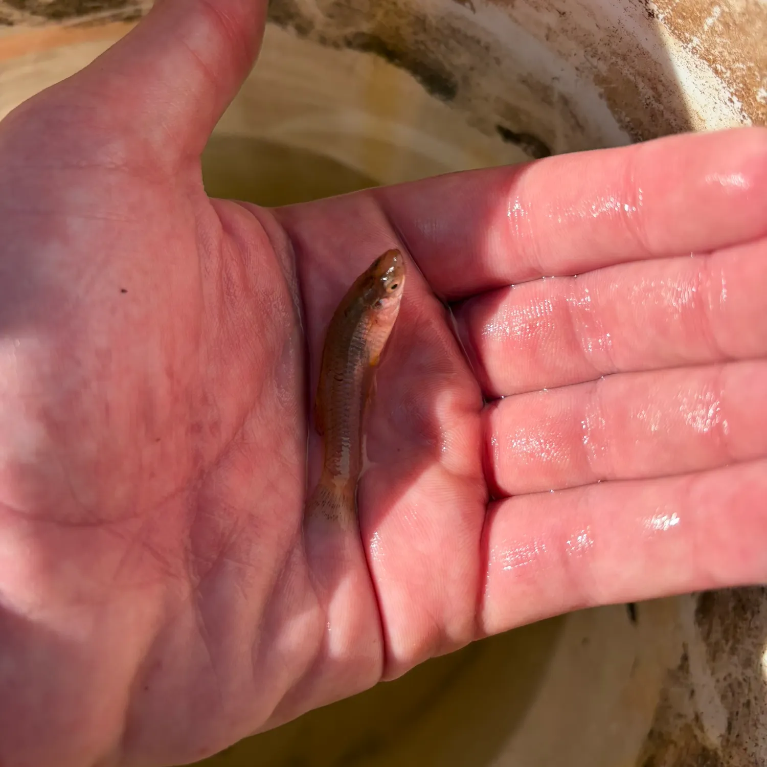 The most recent Fathead minnow catches on Fishbrain