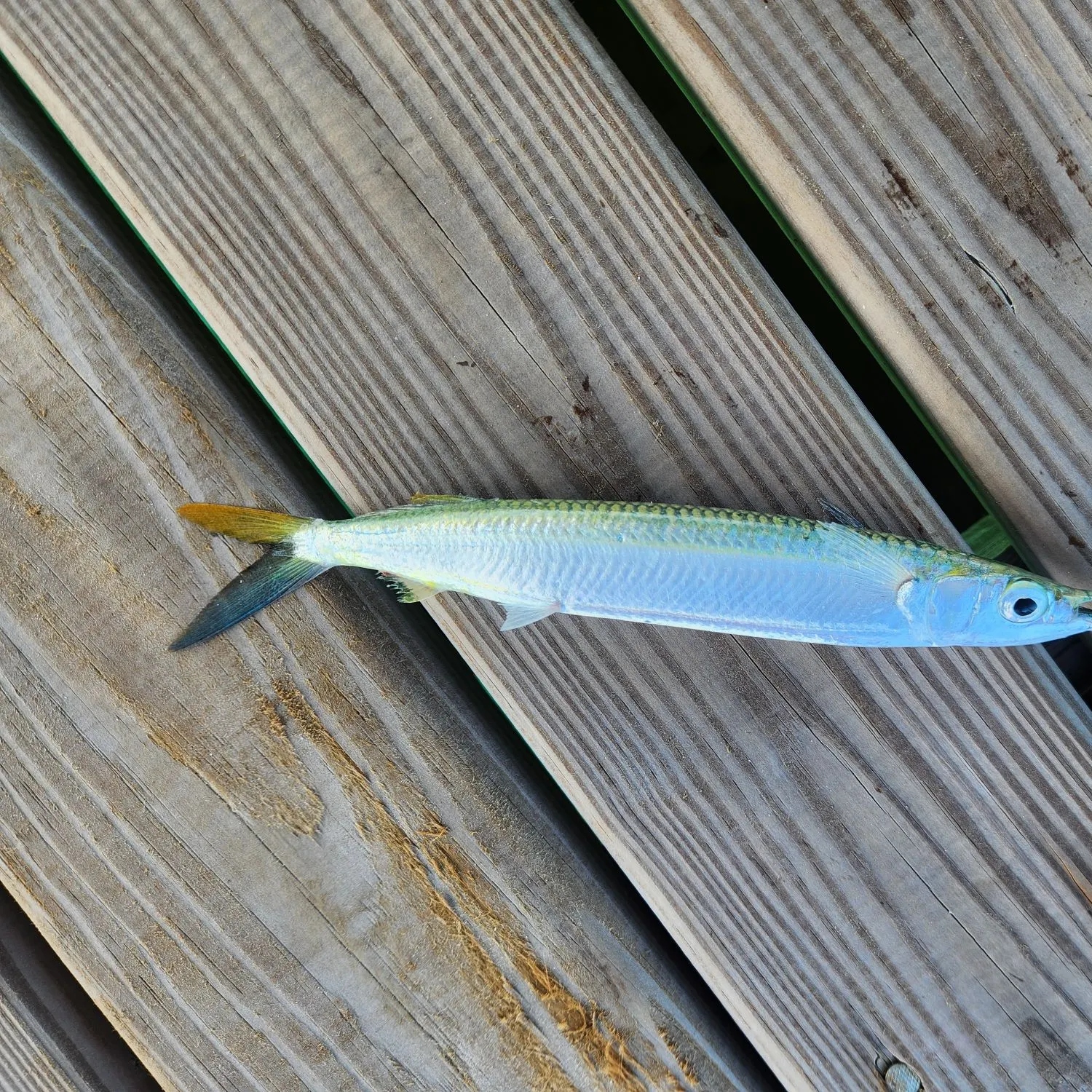 The most recent Ballyhoo halfbeak catches on Fishbrain