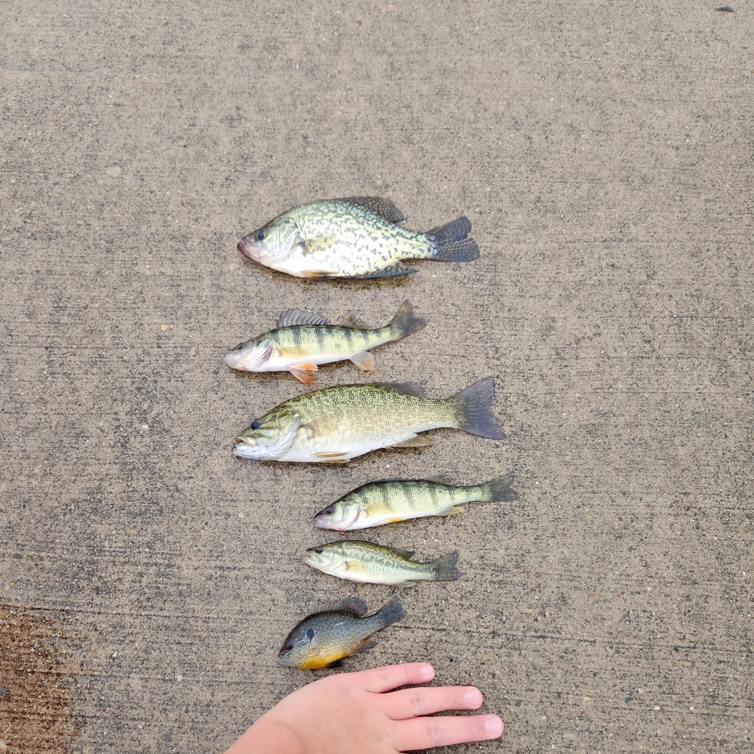 Smallmouth bass caught on Fishbrain