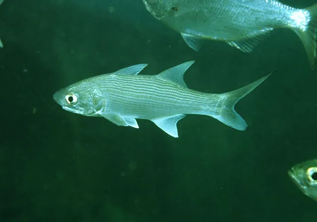 Sixfinger threadfin