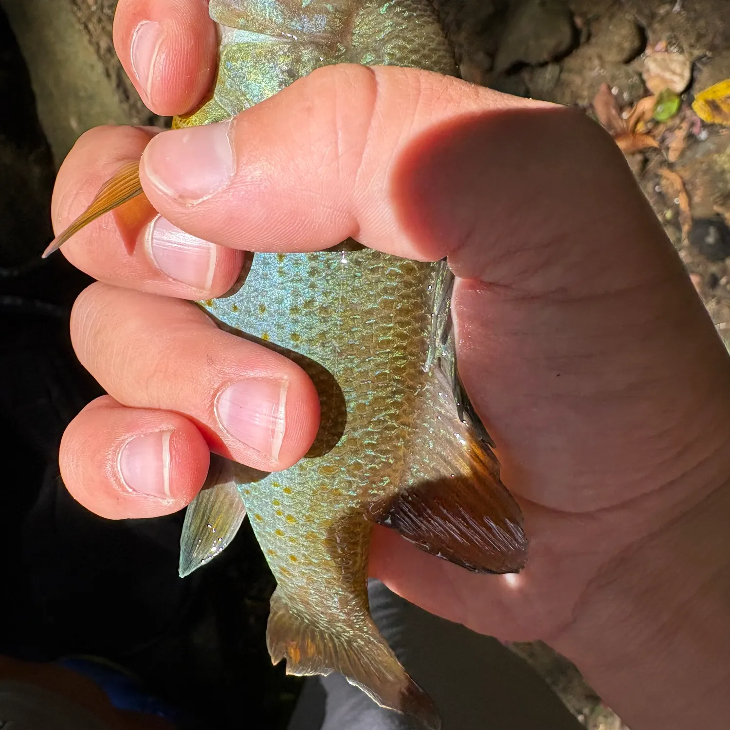 Bluegill caught on Fishbrain