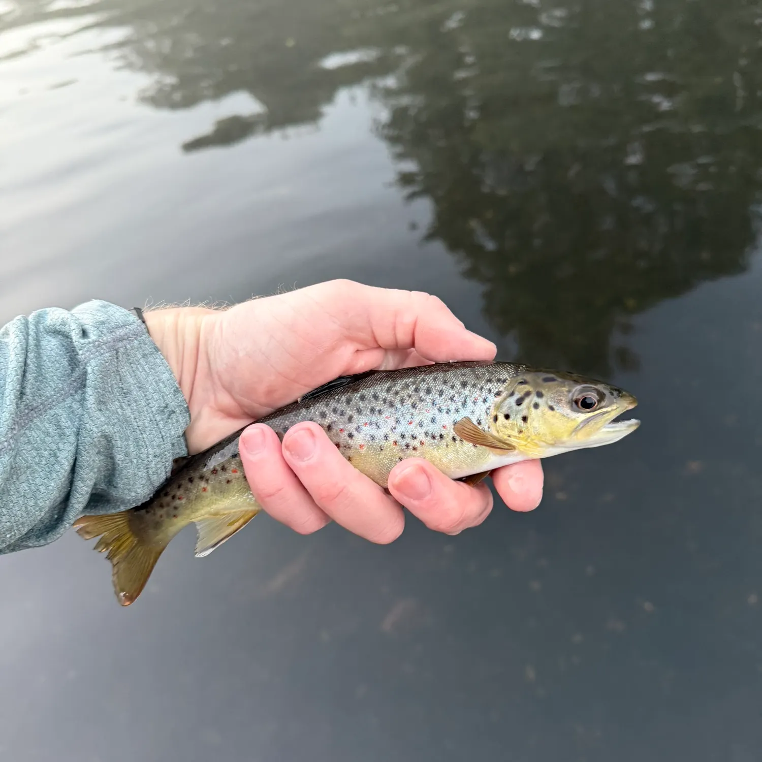 Brown trout caught on Fishbrain