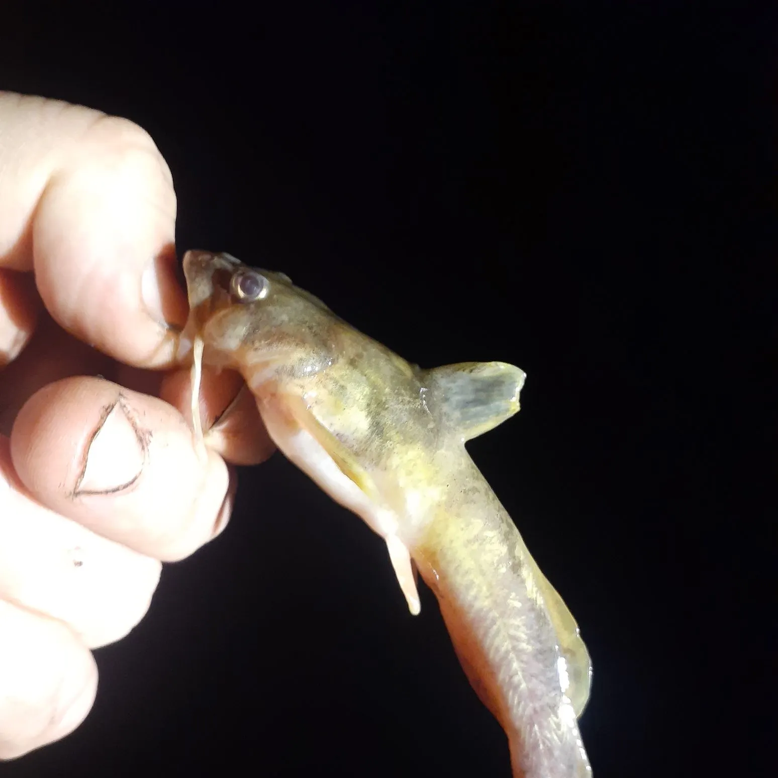 The most recent Northern madtom catches on Fishbrain