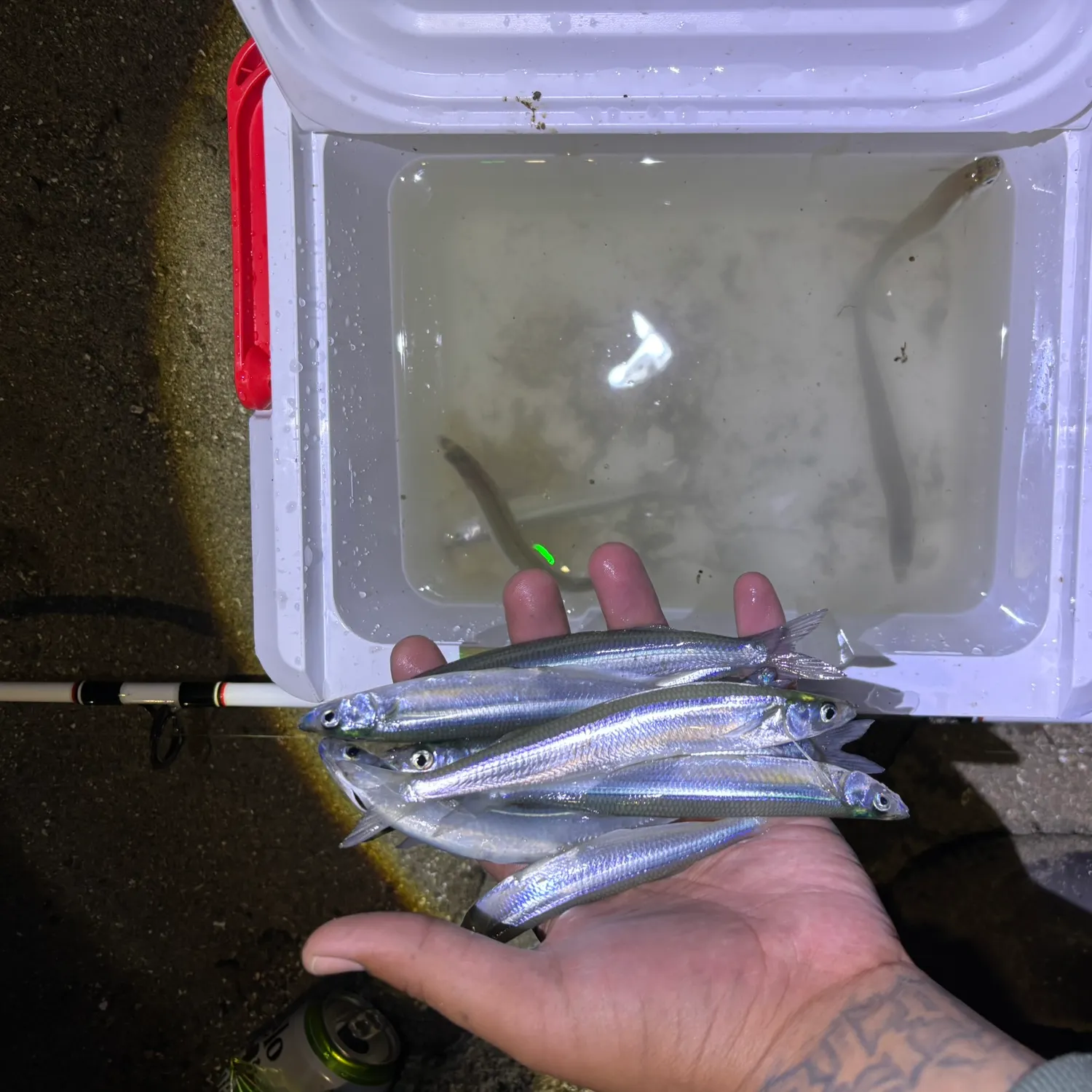 The most recent California grunion catches on Fishbrain