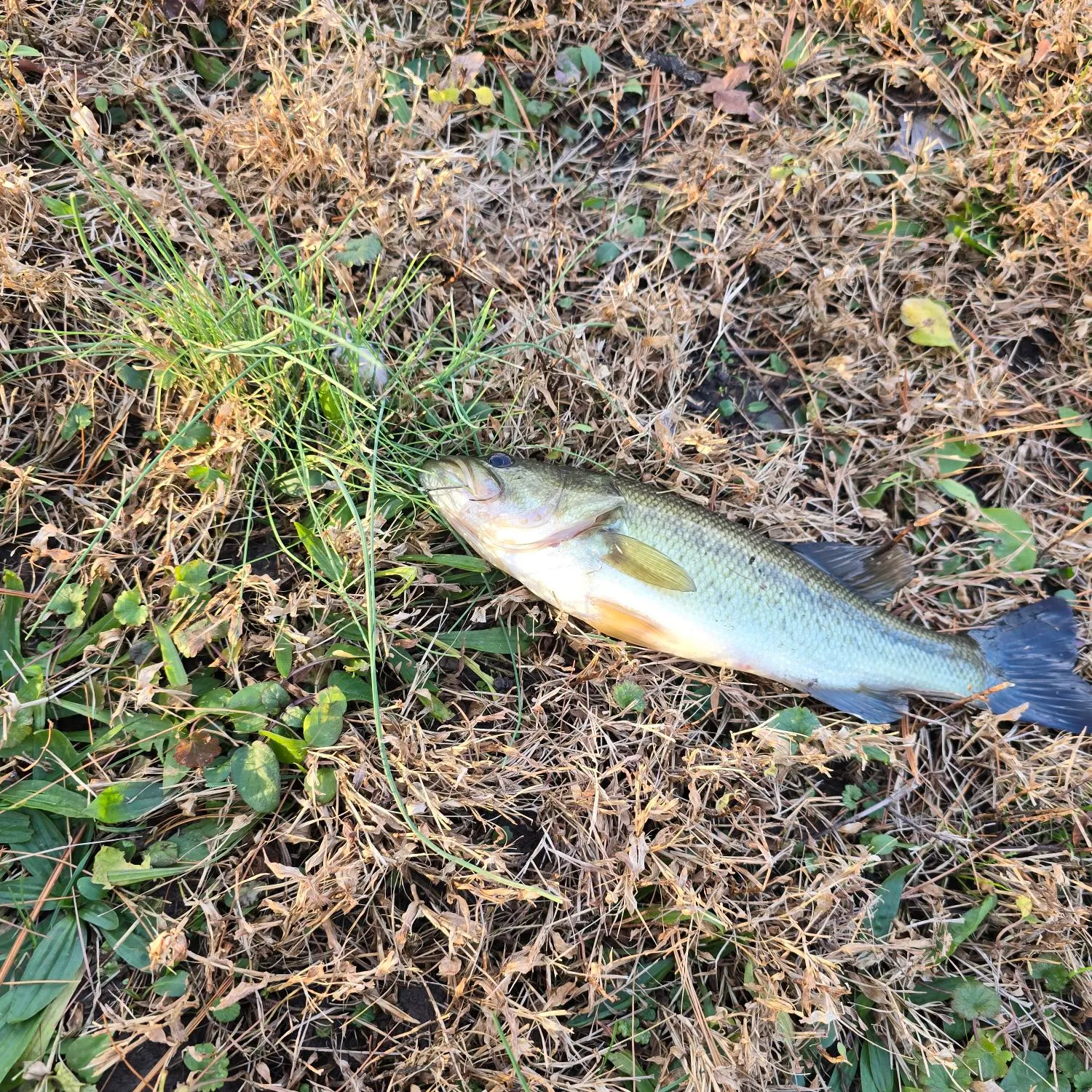 The most recent Largemouth bass catches on Fishbrain