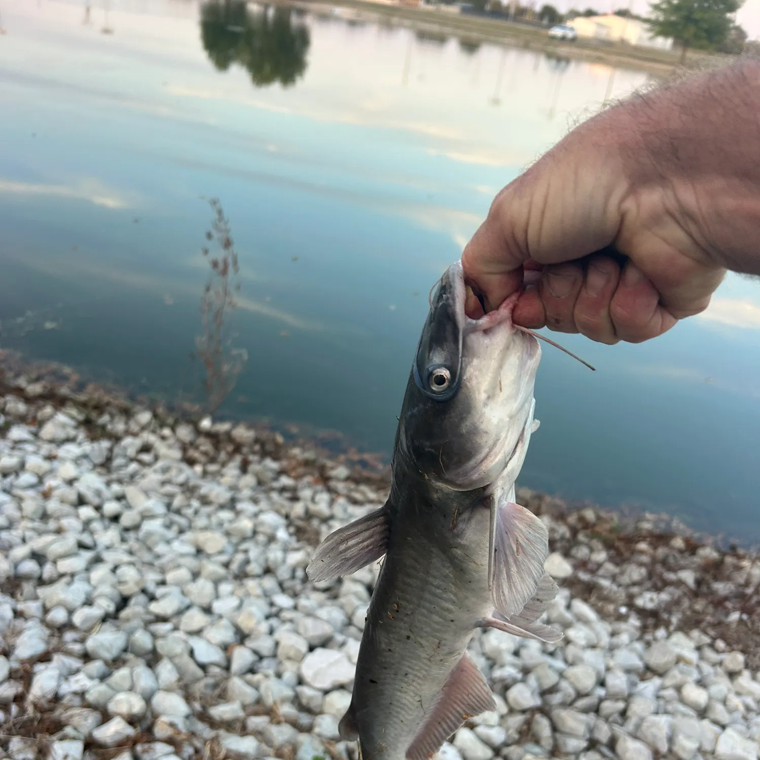 Channel catfish caught on Fishbrain