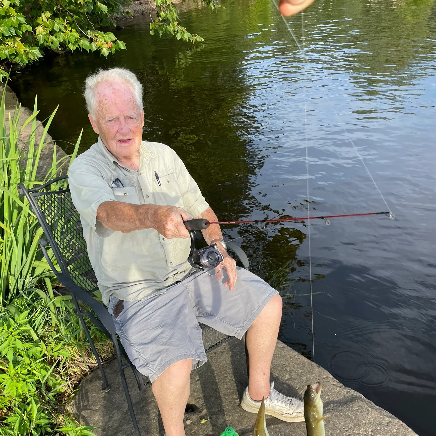 The most recent Shortfin eel catches on Fishbrain