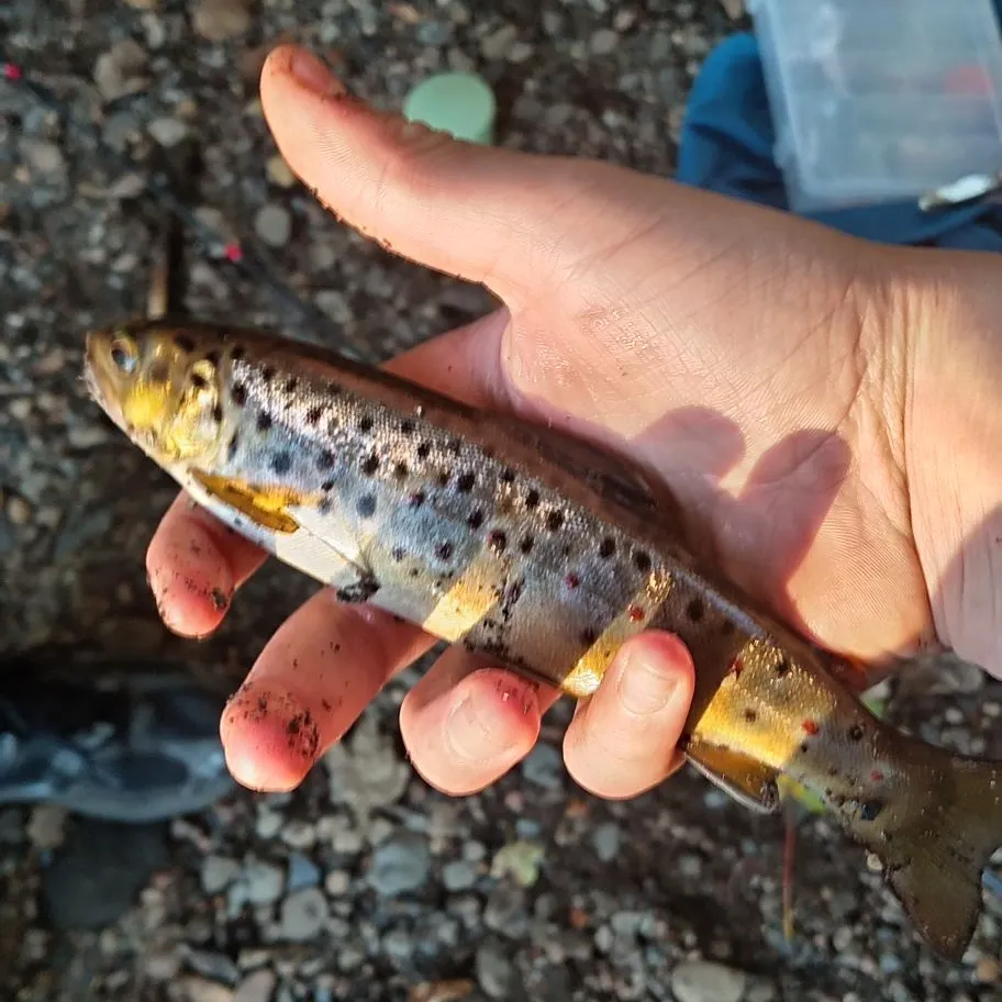 Brown trout caught on Fishbrain