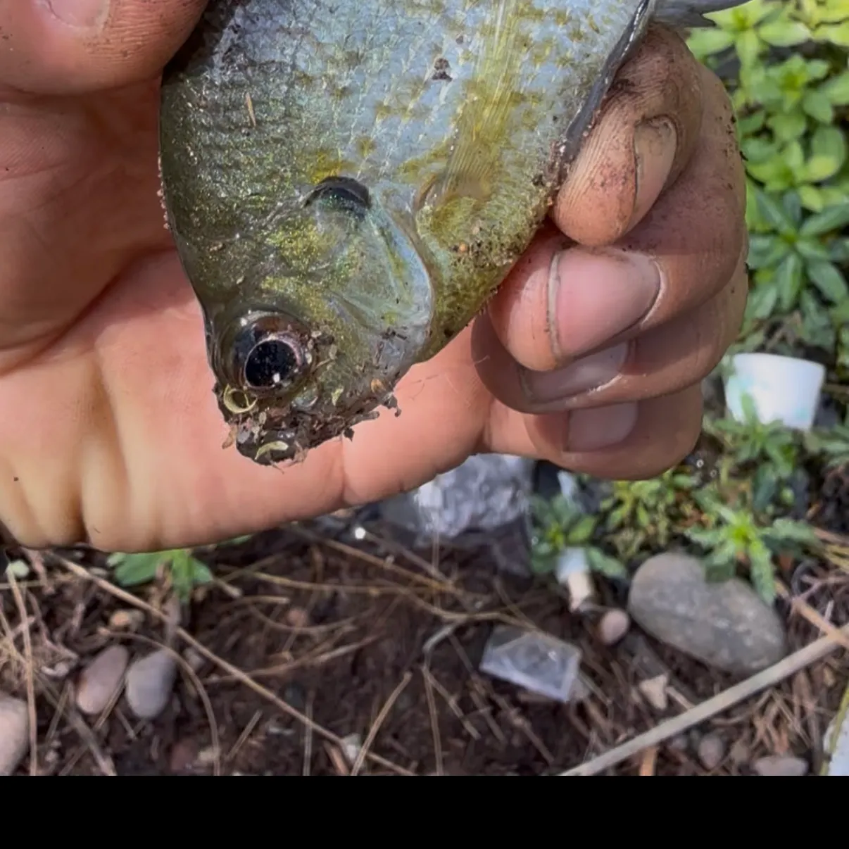 Pumpkinseed caught on Fishbrain