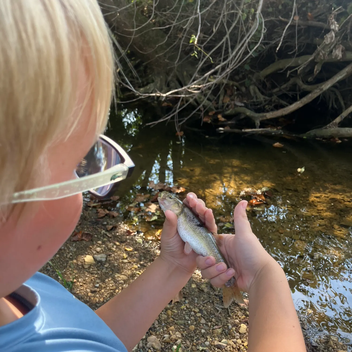 The most recent Giant river-catfish catches on Fishbrain