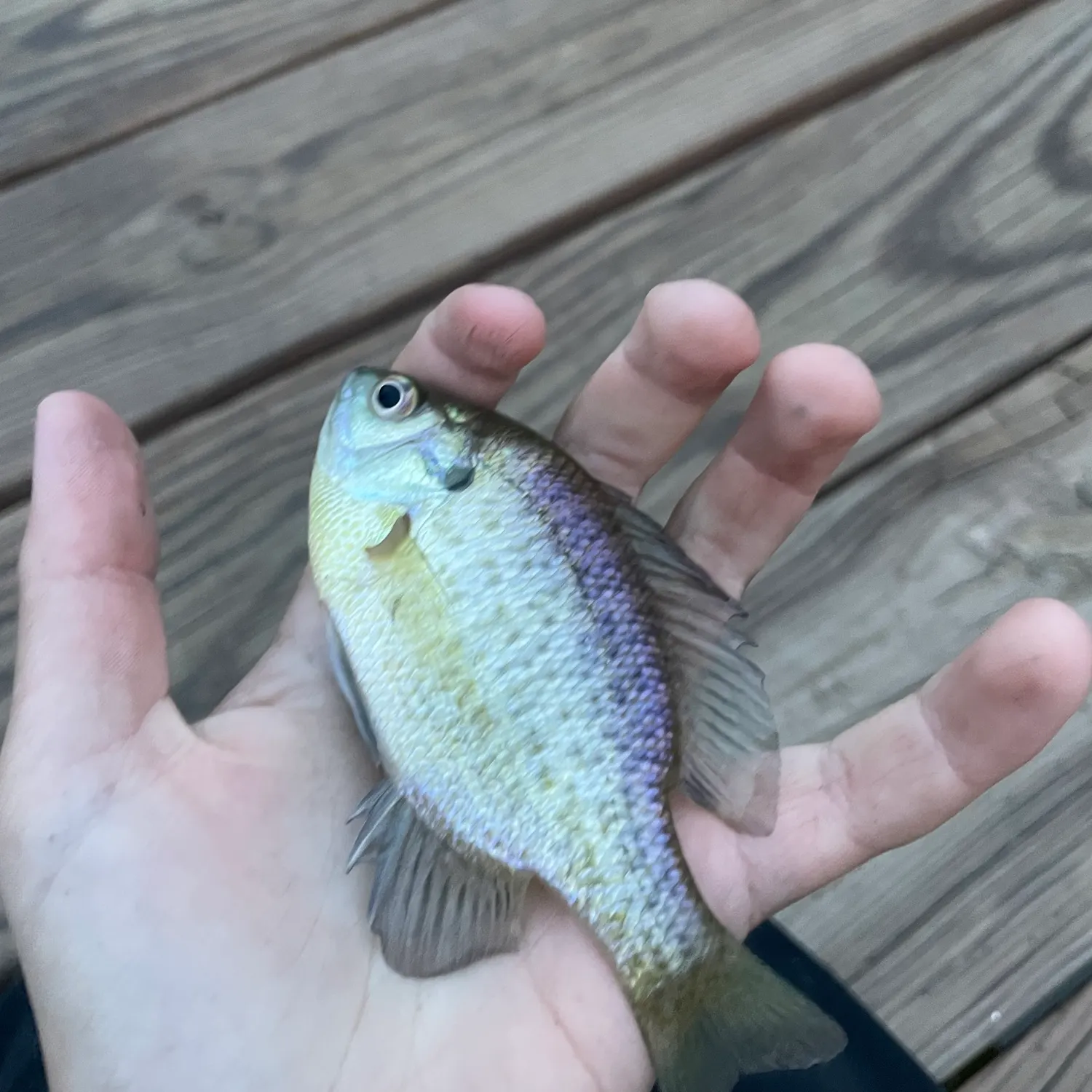 Bluegill caught on Fishbrain
