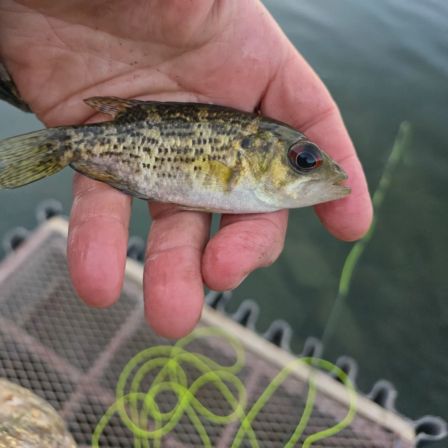 Rock bass caught on Fishbrain