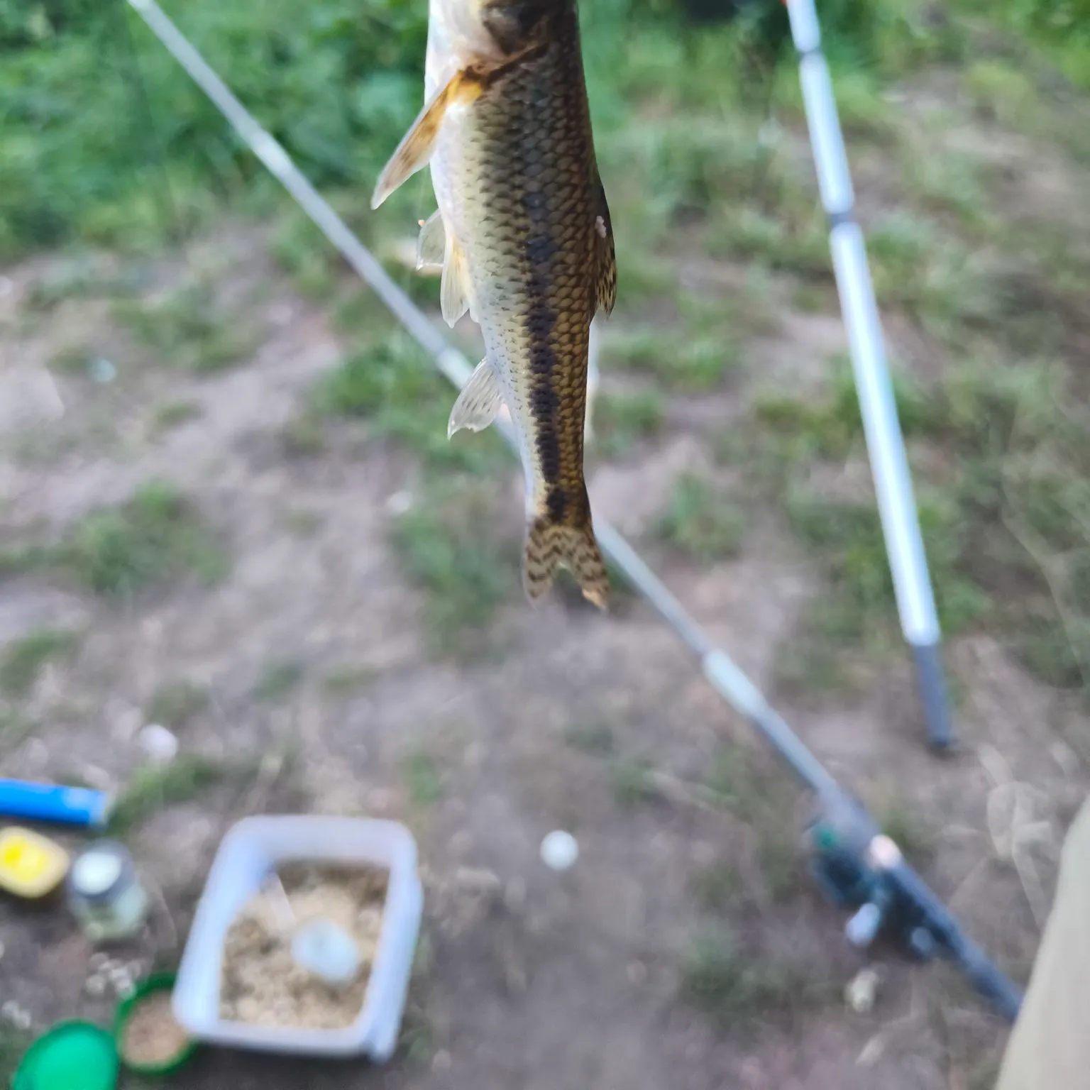Fish caught on Fishbrain