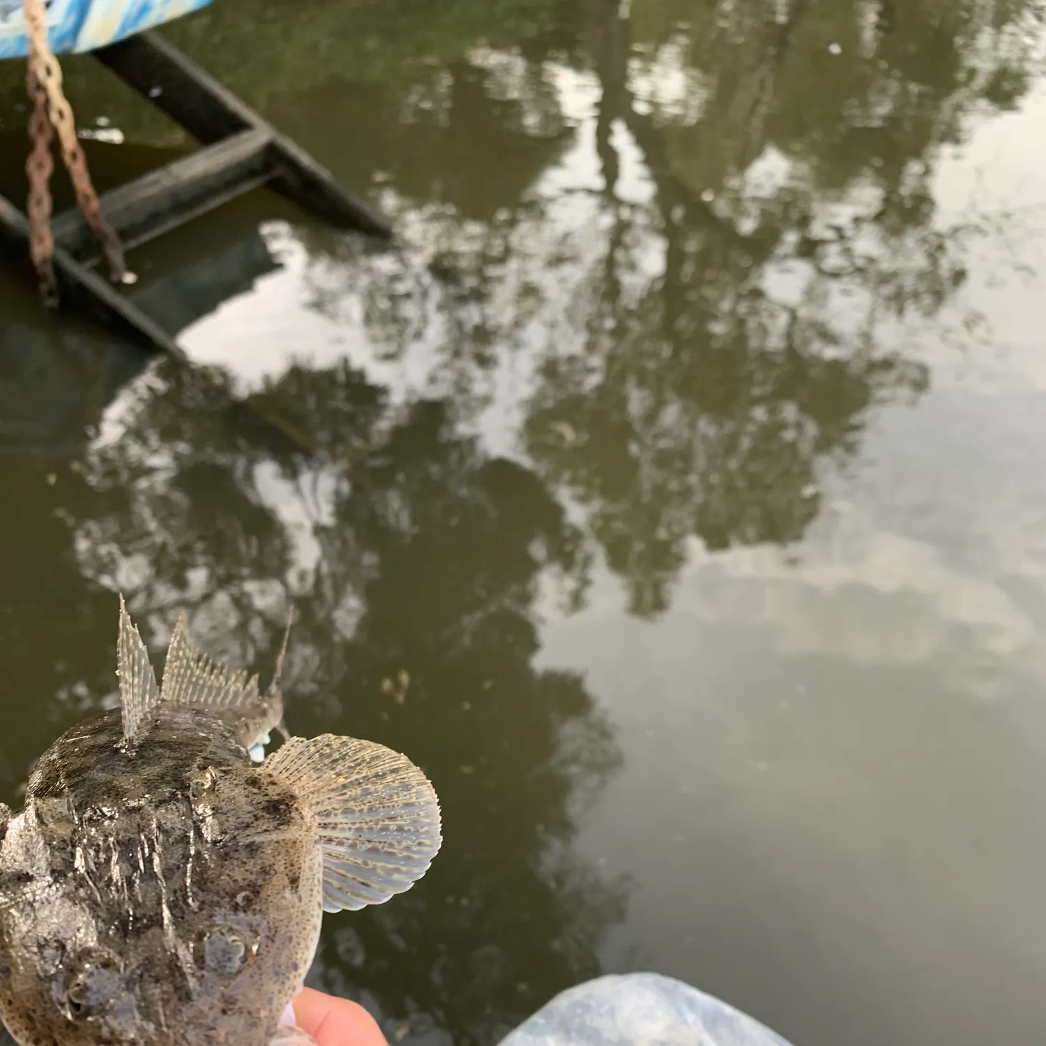 The most recent Bartail flathead catches on Fishbrain