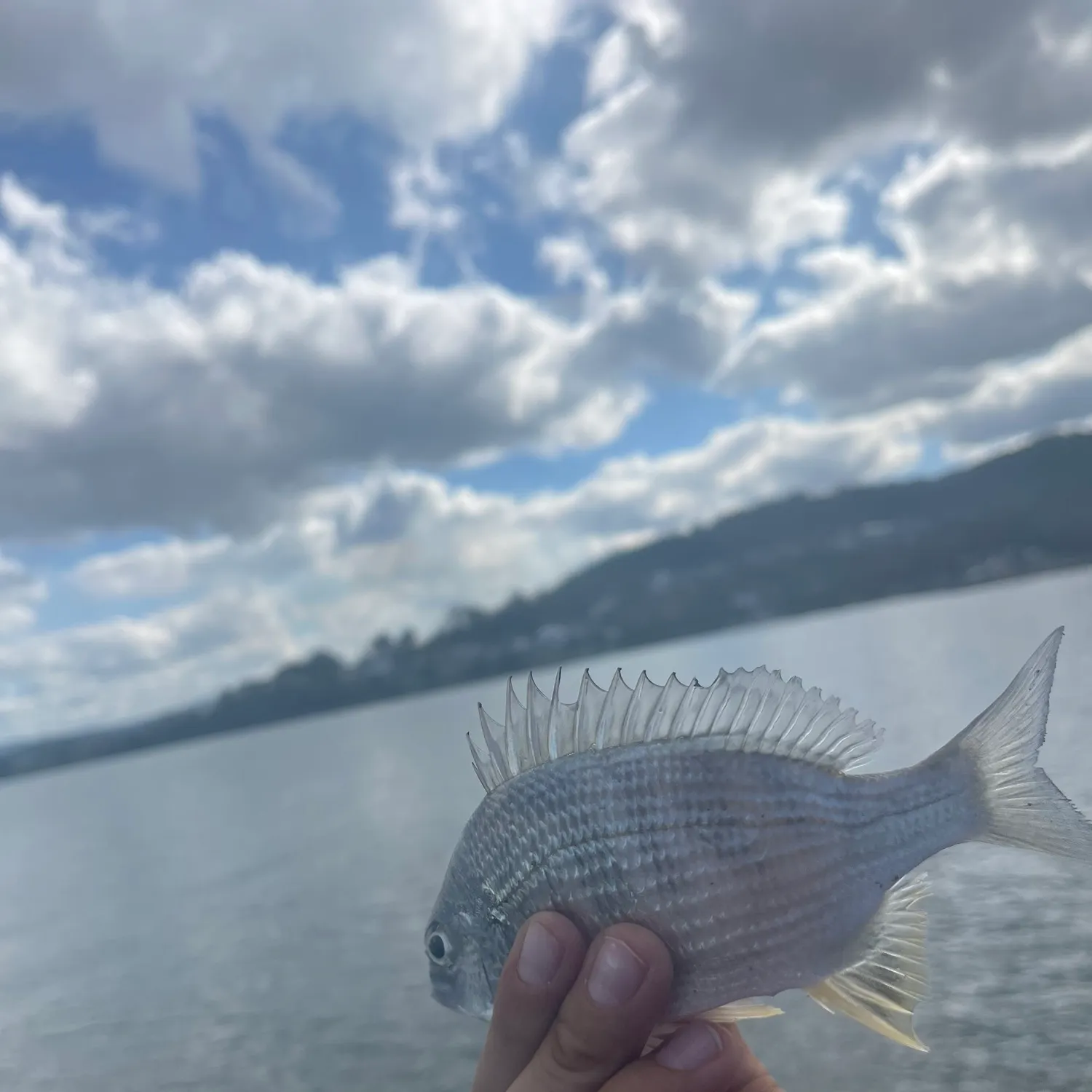 The most recent Surf bream catches on Fishbrain