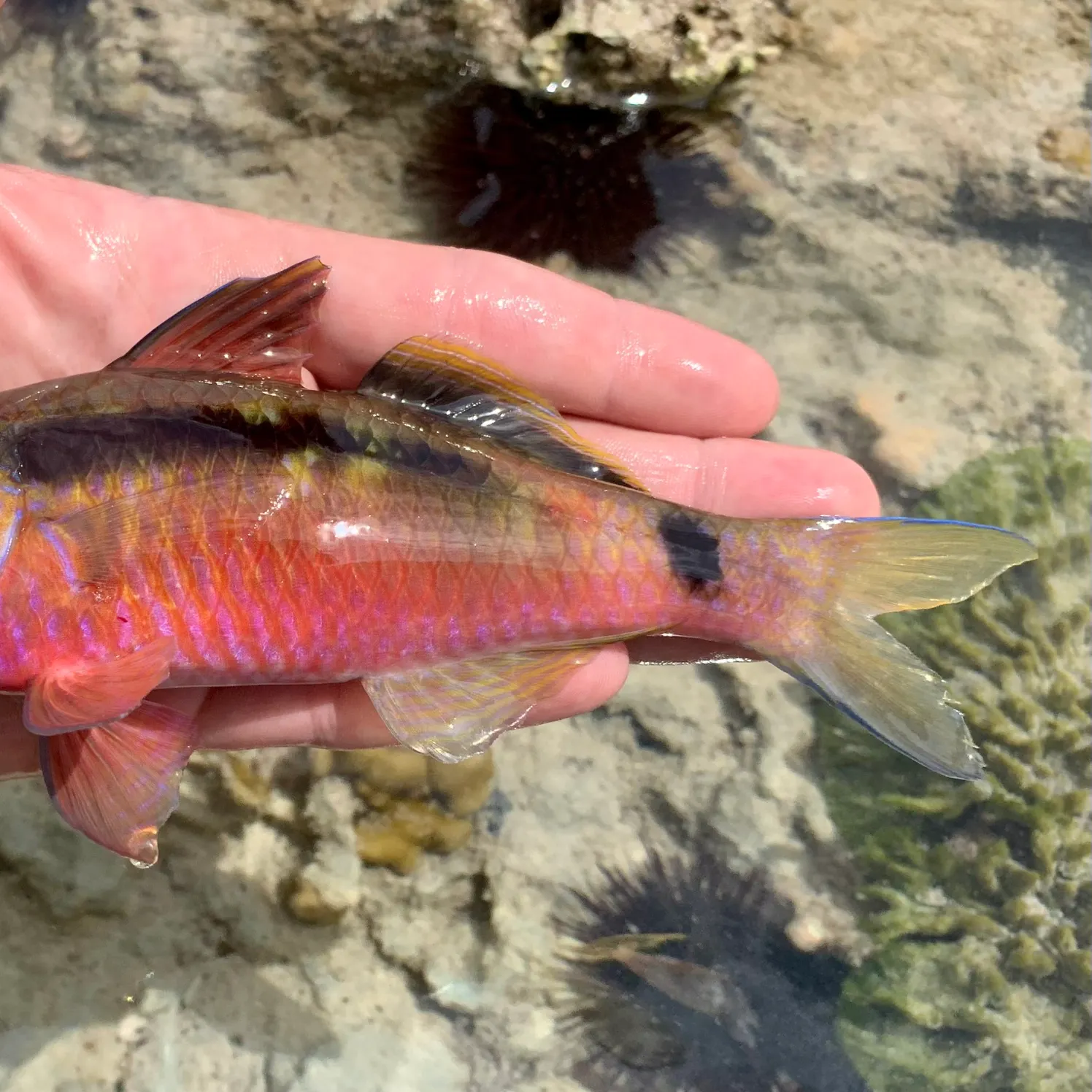 The most popular recent Long-barbel goatfish catch on Fishbrain