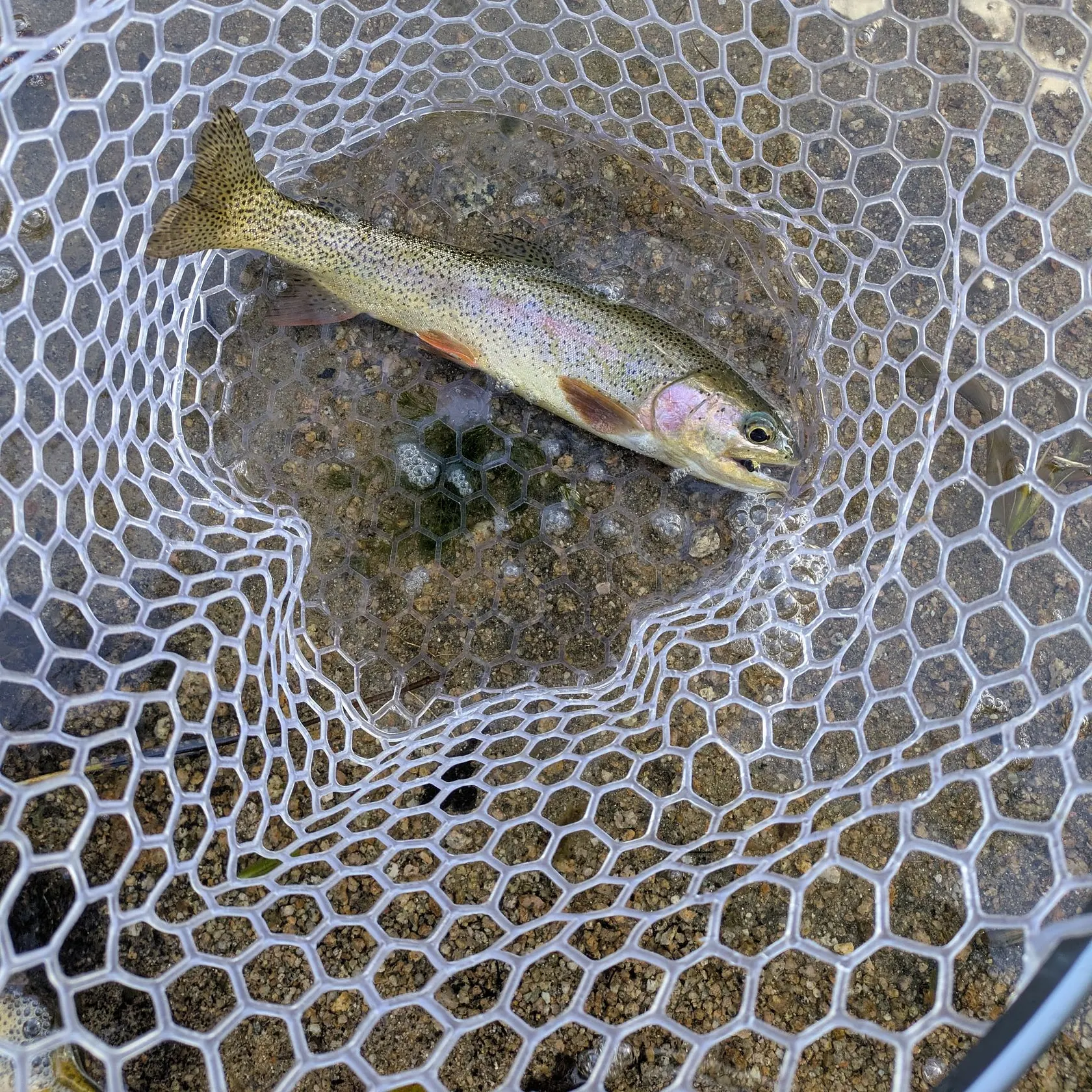 Rainbow trout caught on Fishbrain